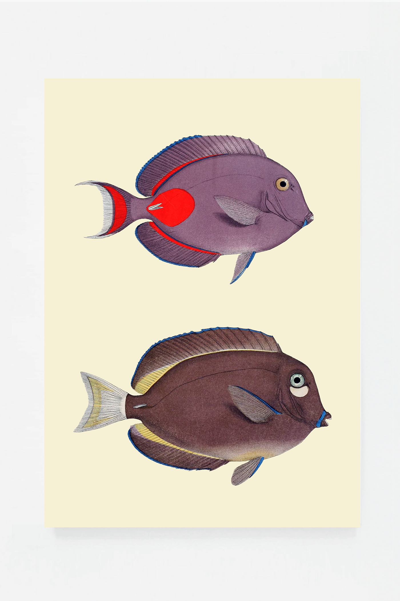 Acanthurus (3 background colors)