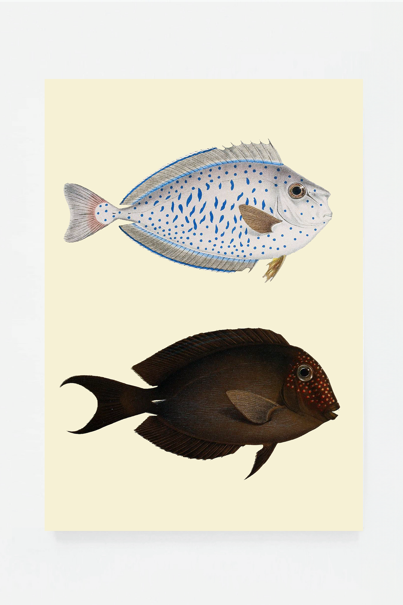 Acanthurus II (3 background colors)