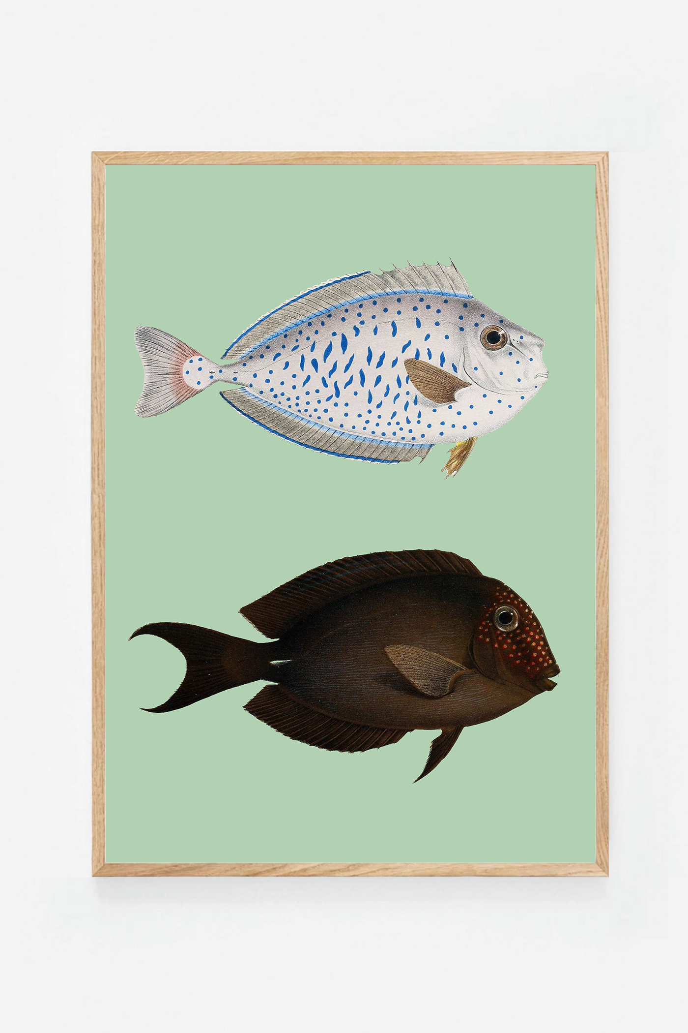 Acanthurus II (3 background colors)