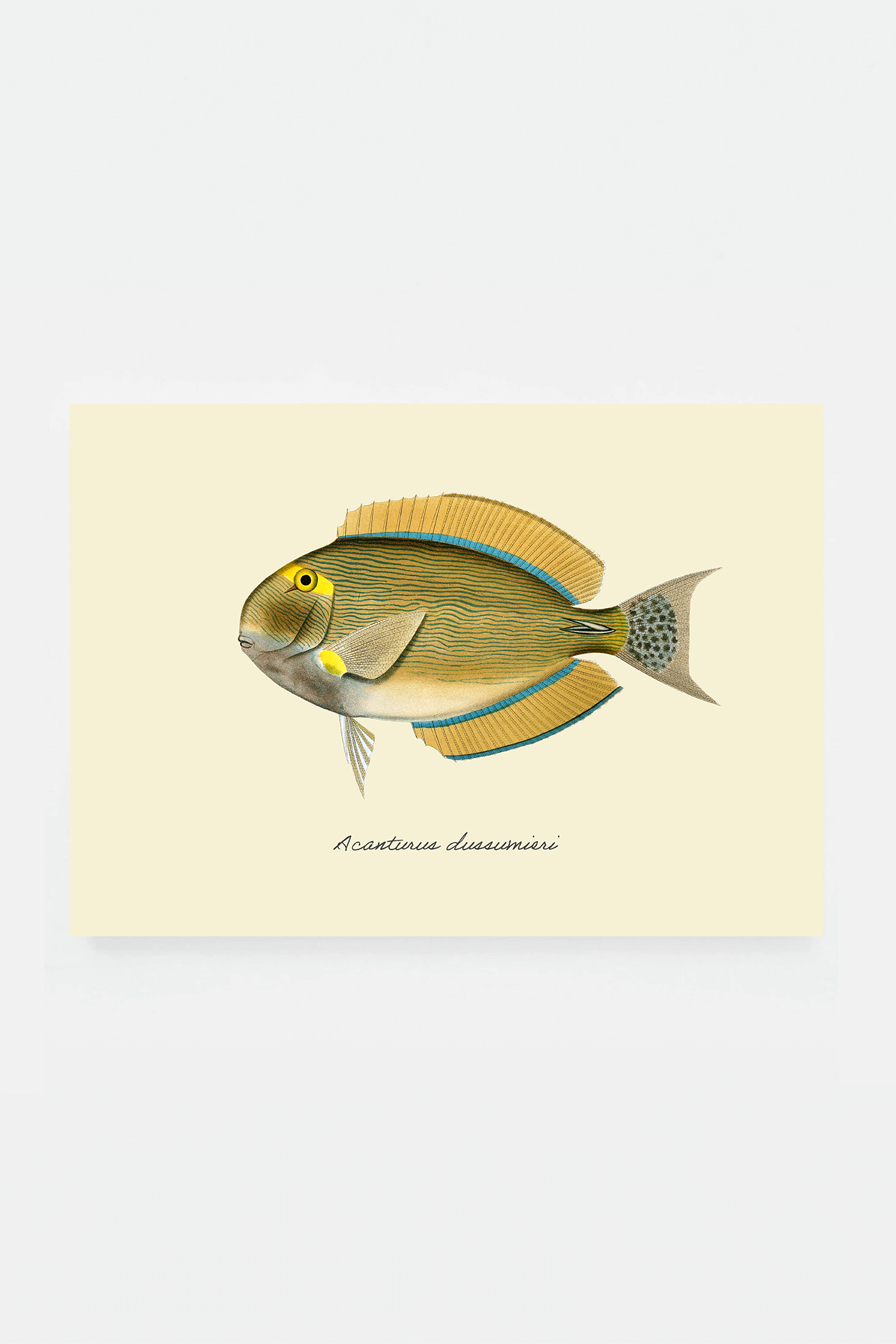 Acanturus dussumieri (3 background colors)