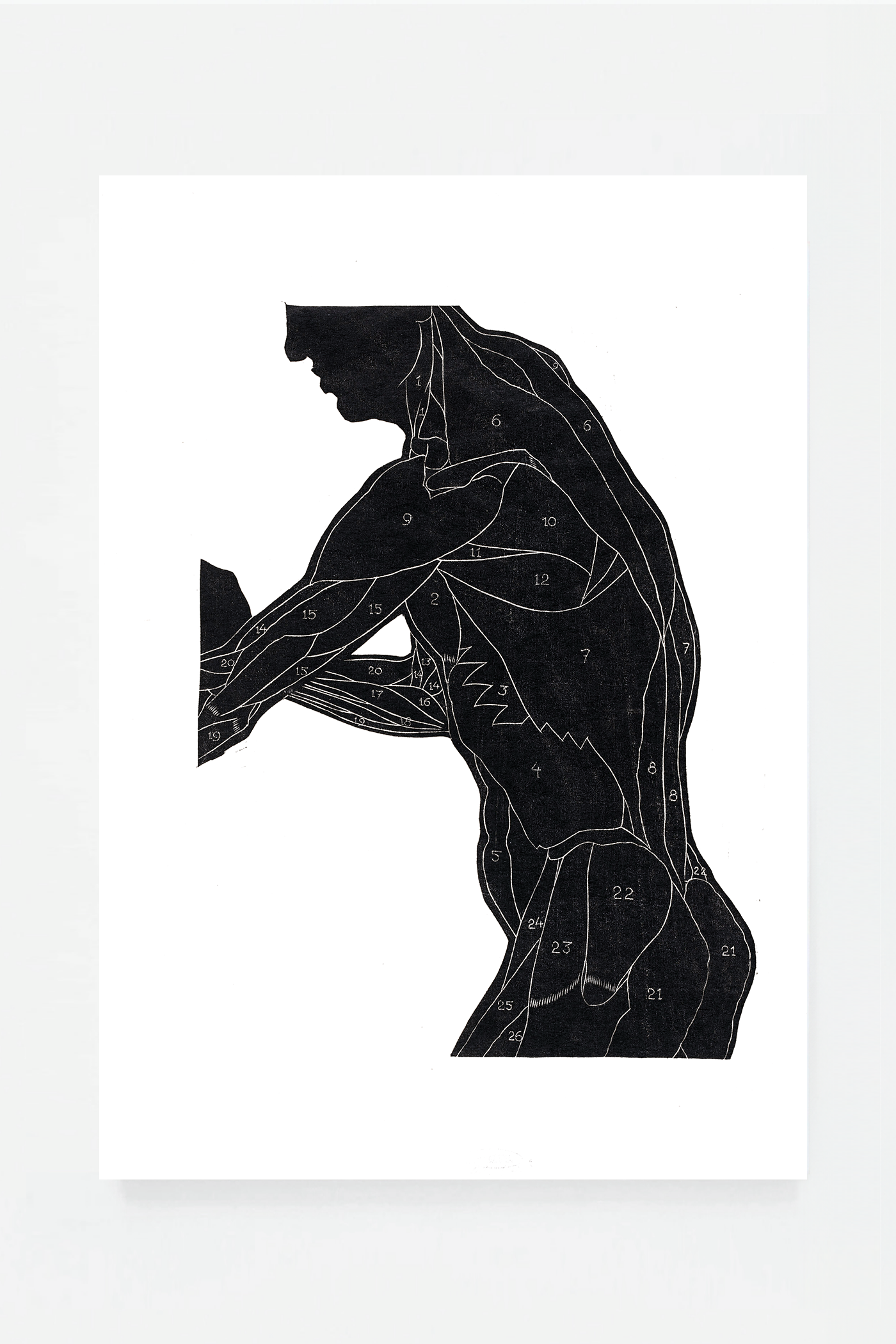 Anatomical study II