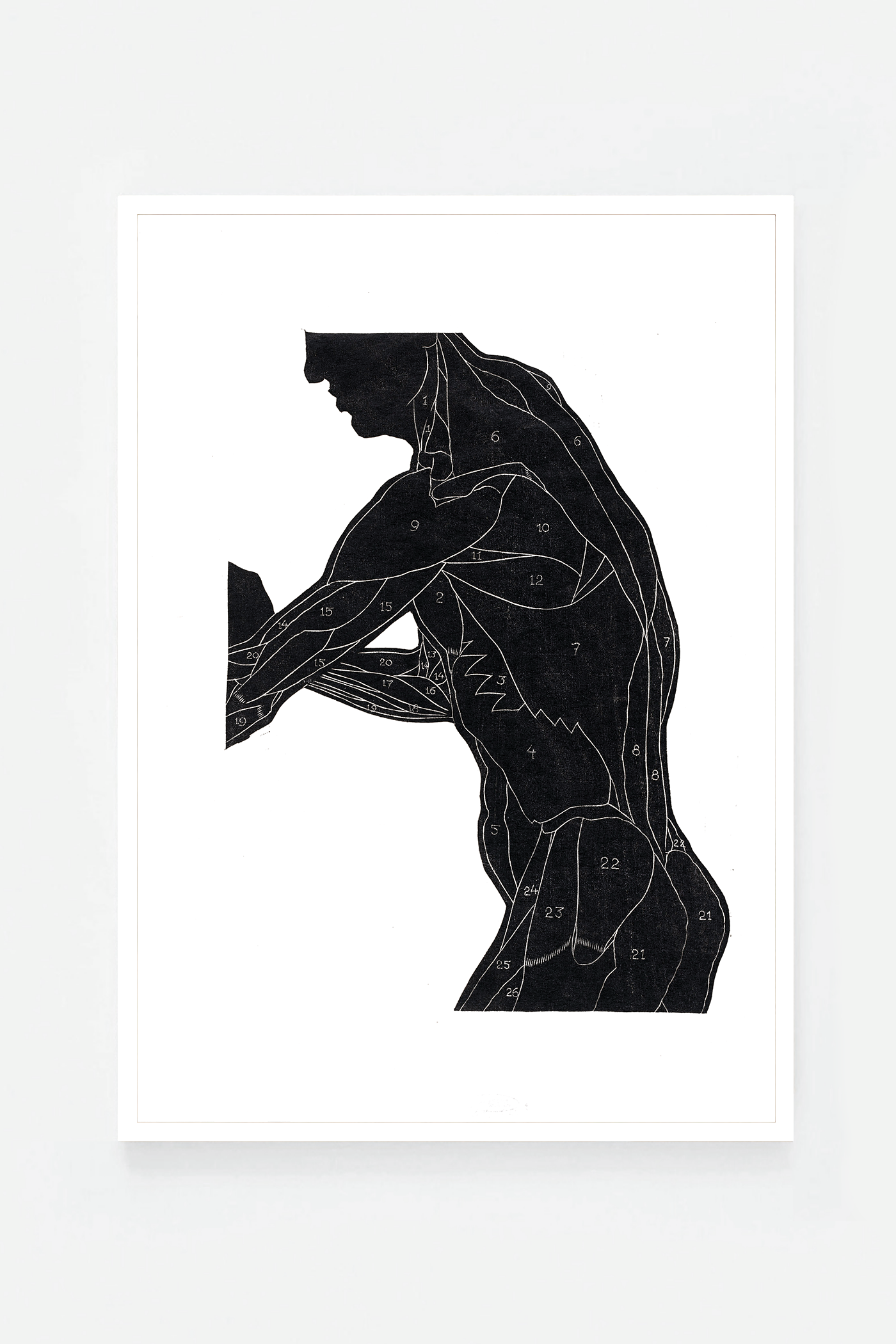 Anatomical study II