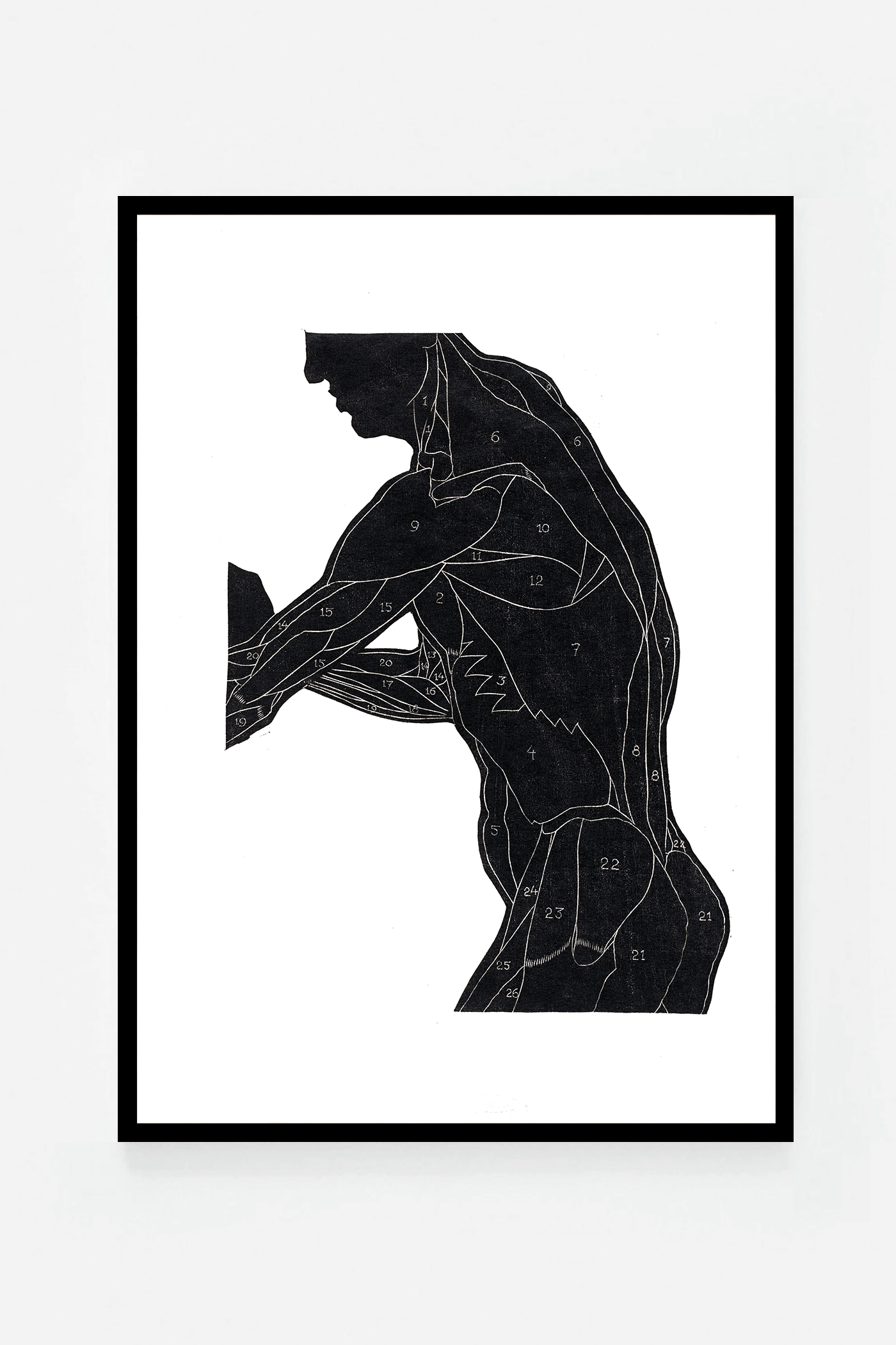 Anatomical study II