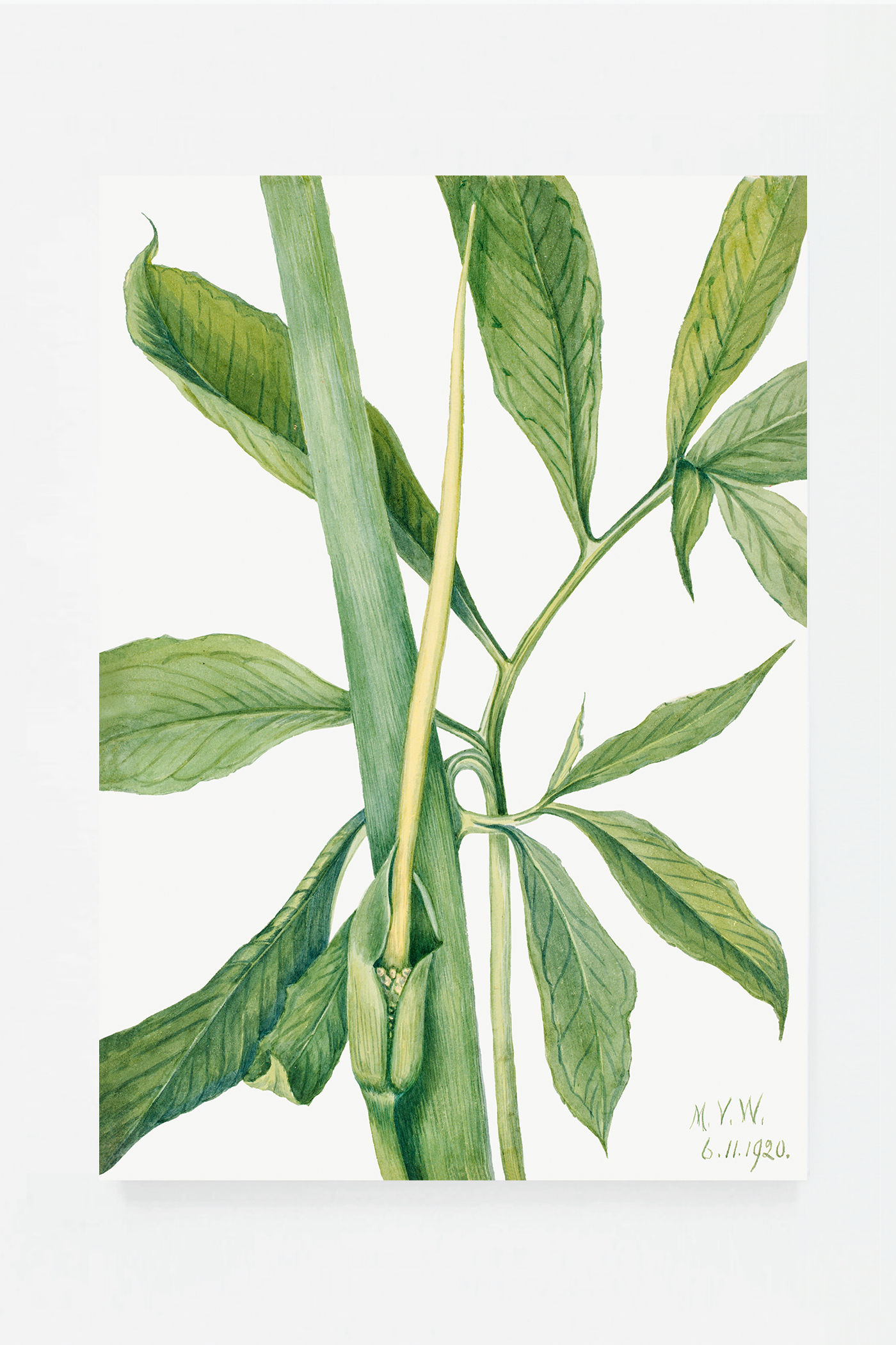 Arisaema dracontium
