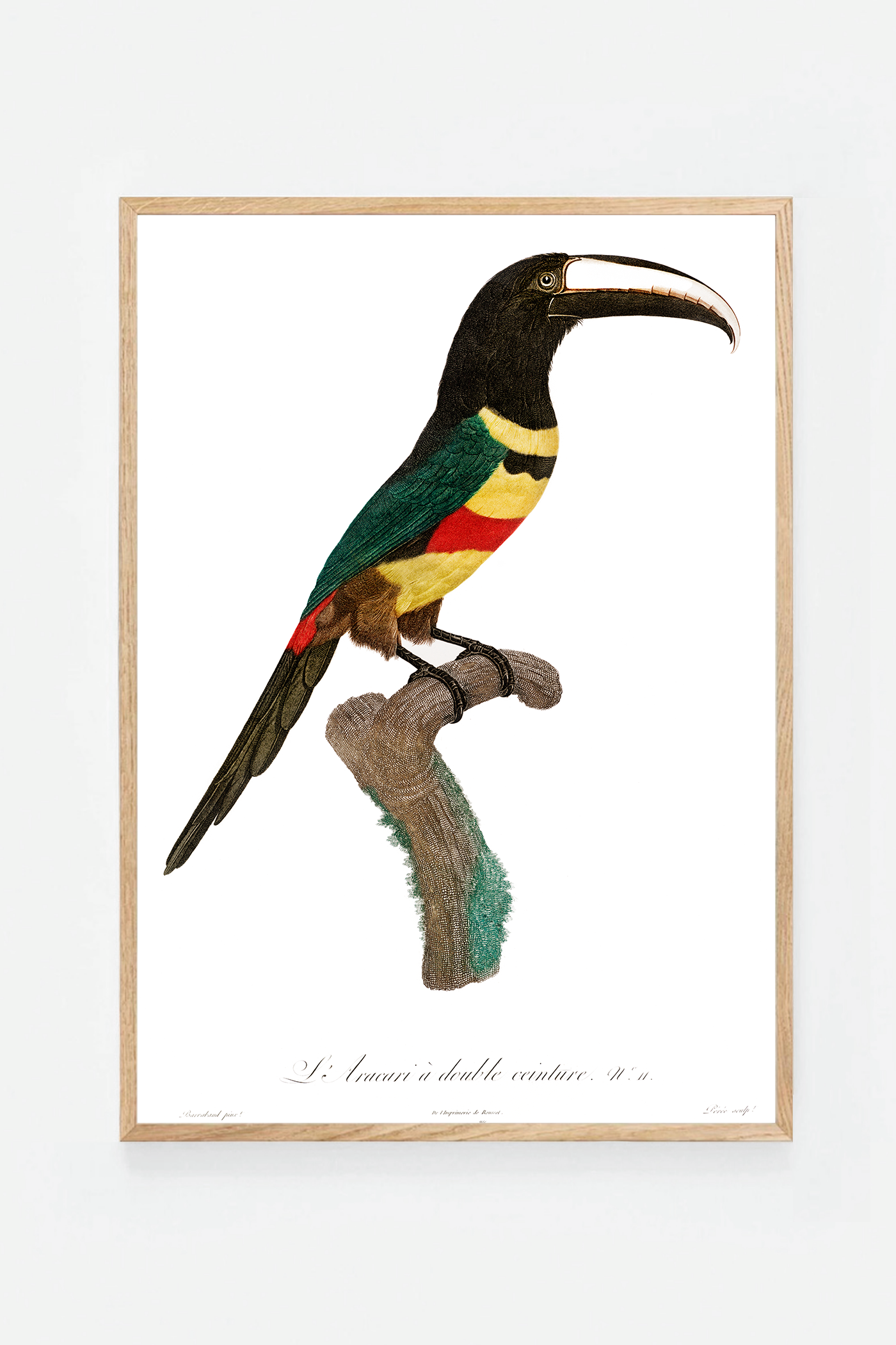 Black-necked Aracari