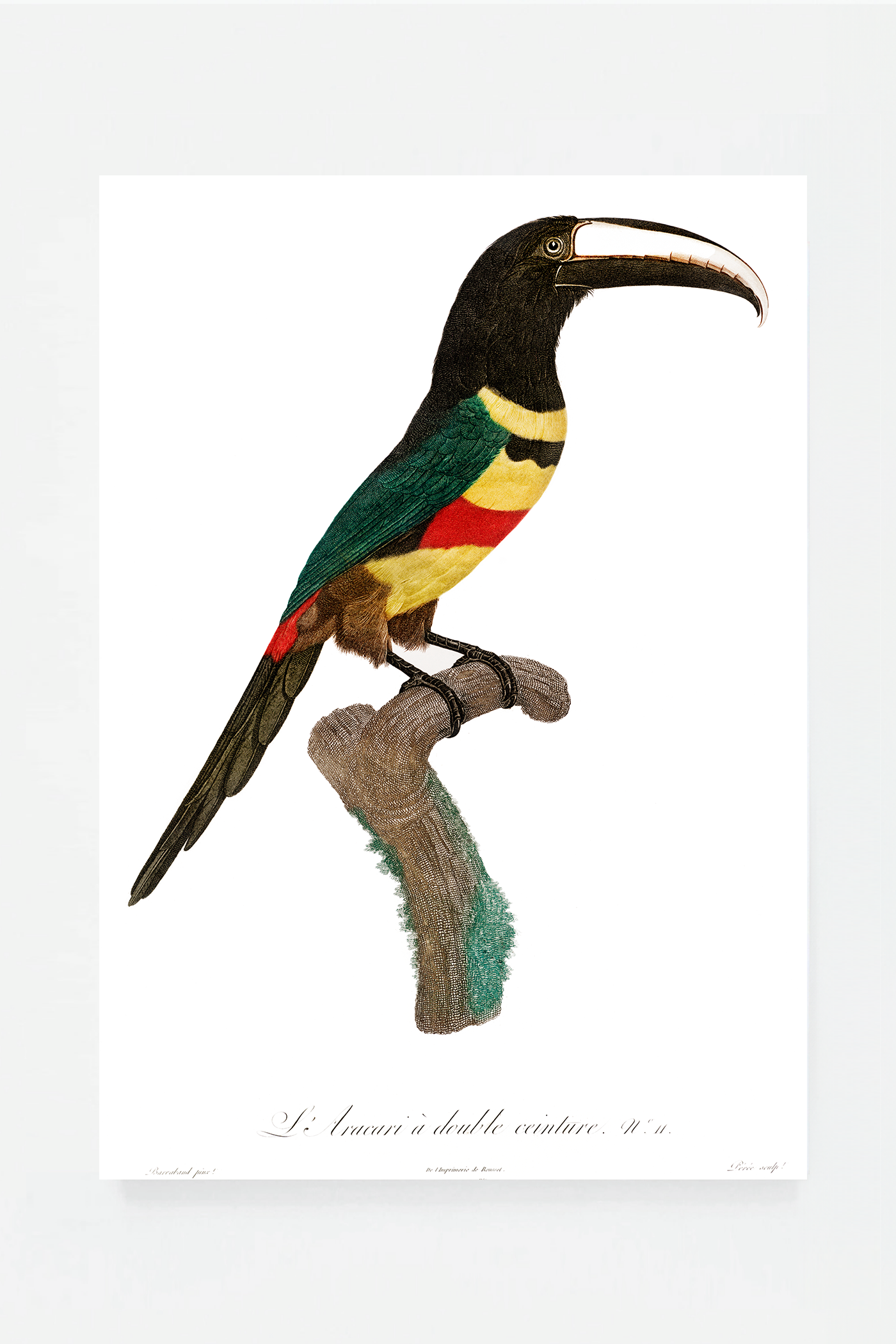 Black-necked Aracari