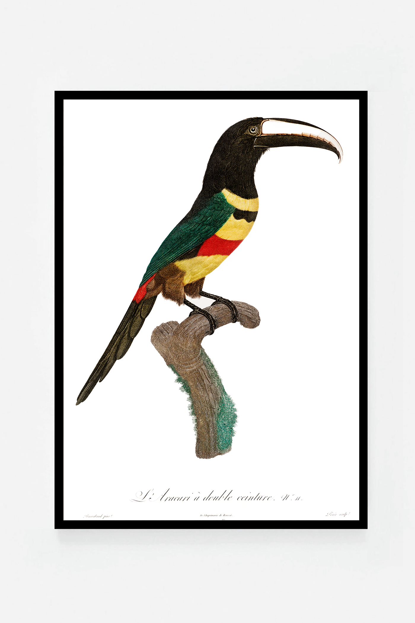 Black-necked Aracari