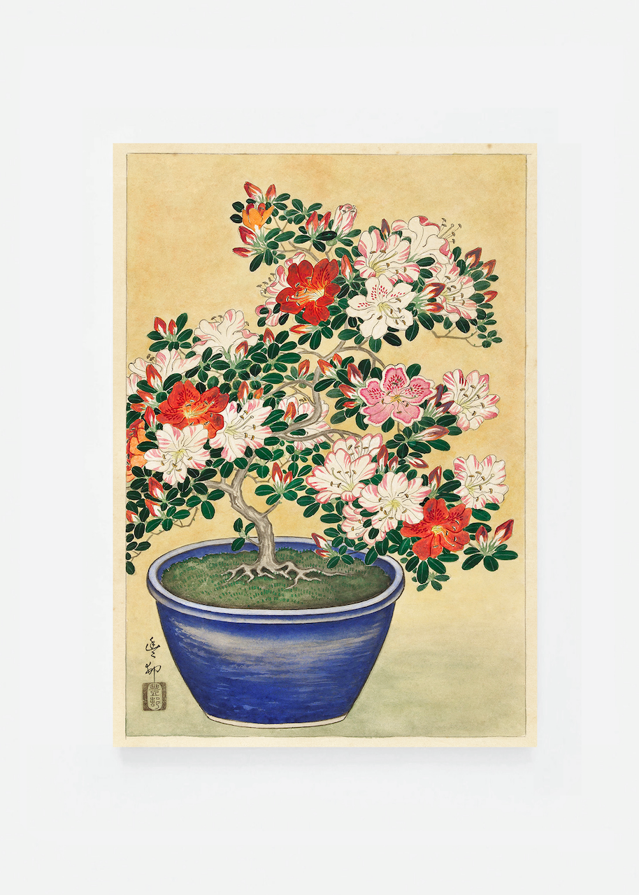 Blooming azalea