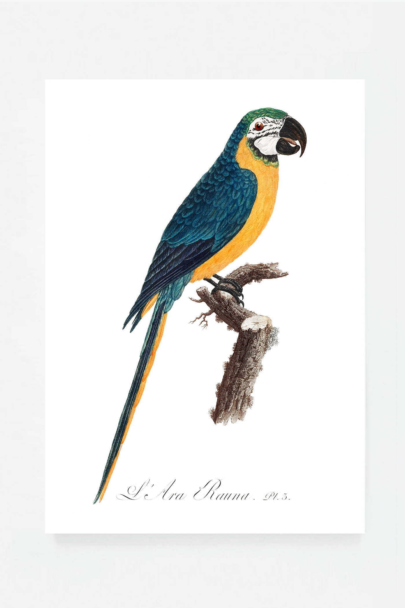 Blue-and-Yellow Macaw