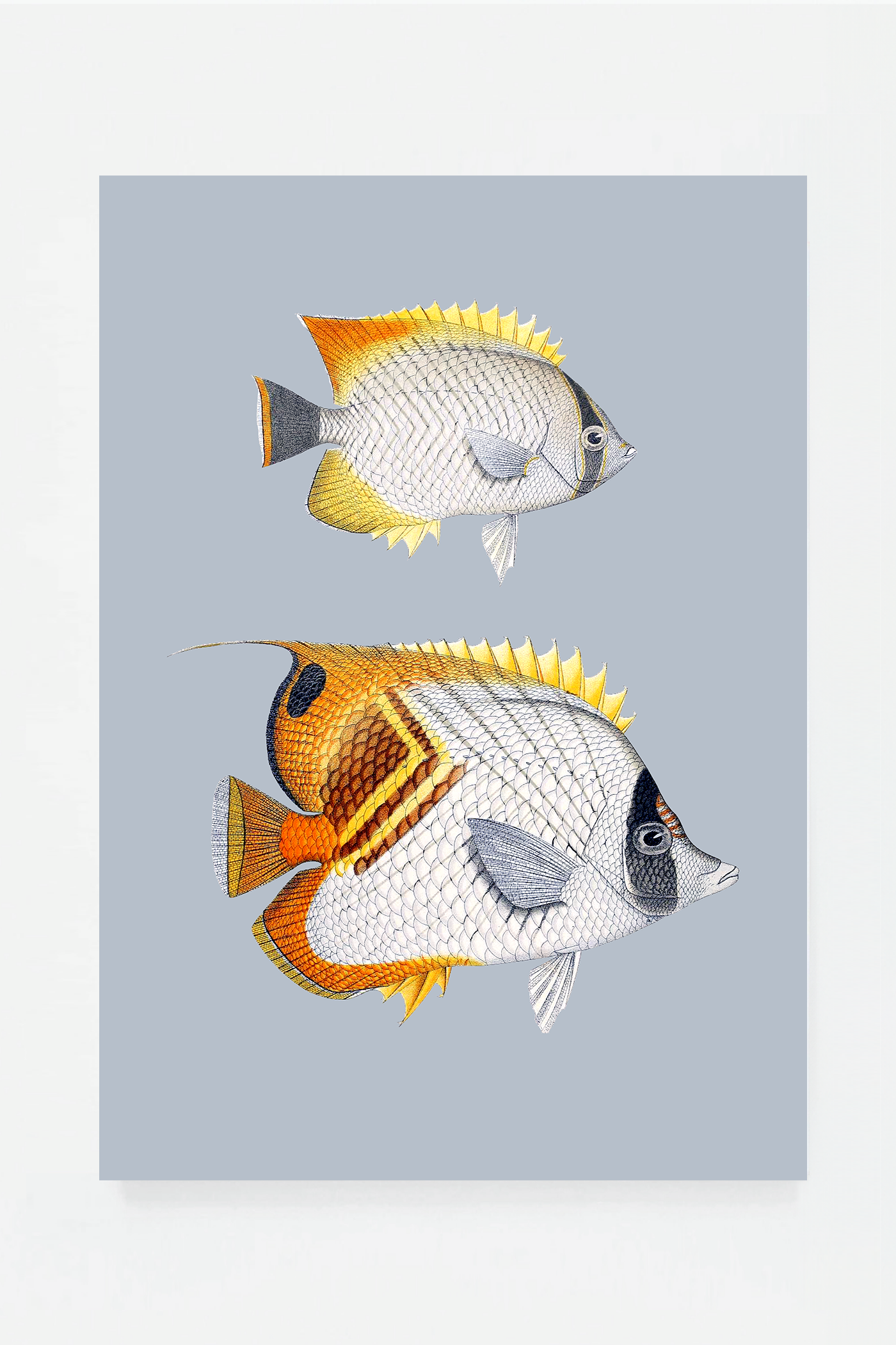 Chaetondon VII (3 background colors)