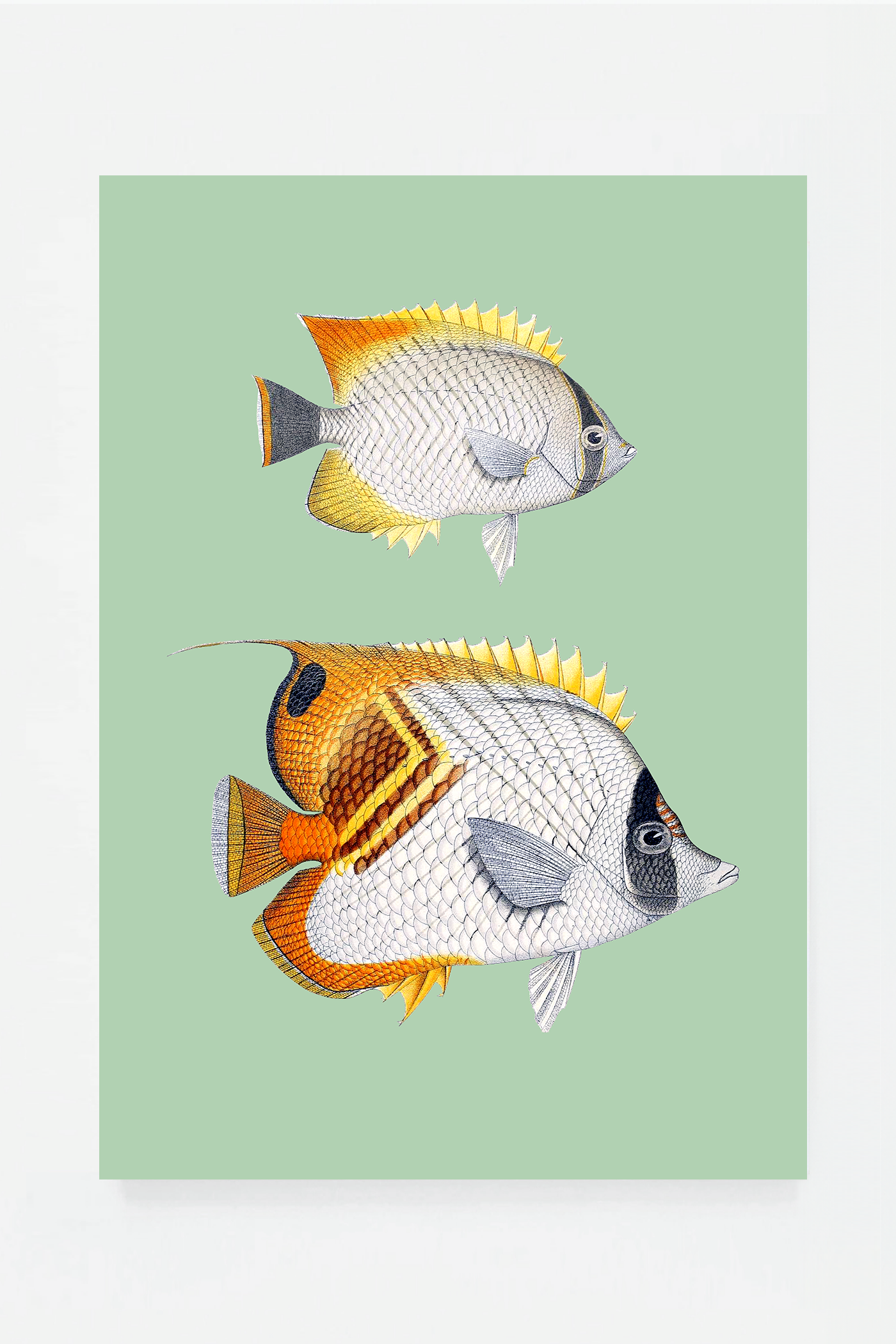Chaetondon VII (3 background colors)
