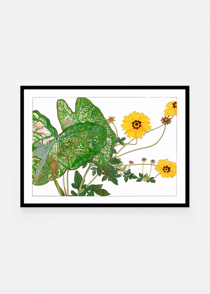 Caladium & coreopsis