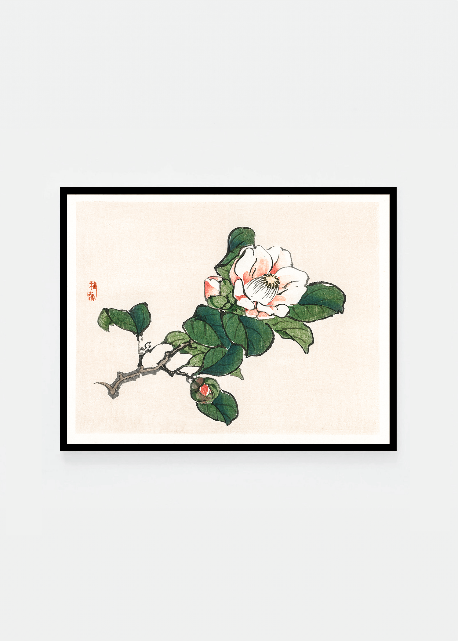Camelia