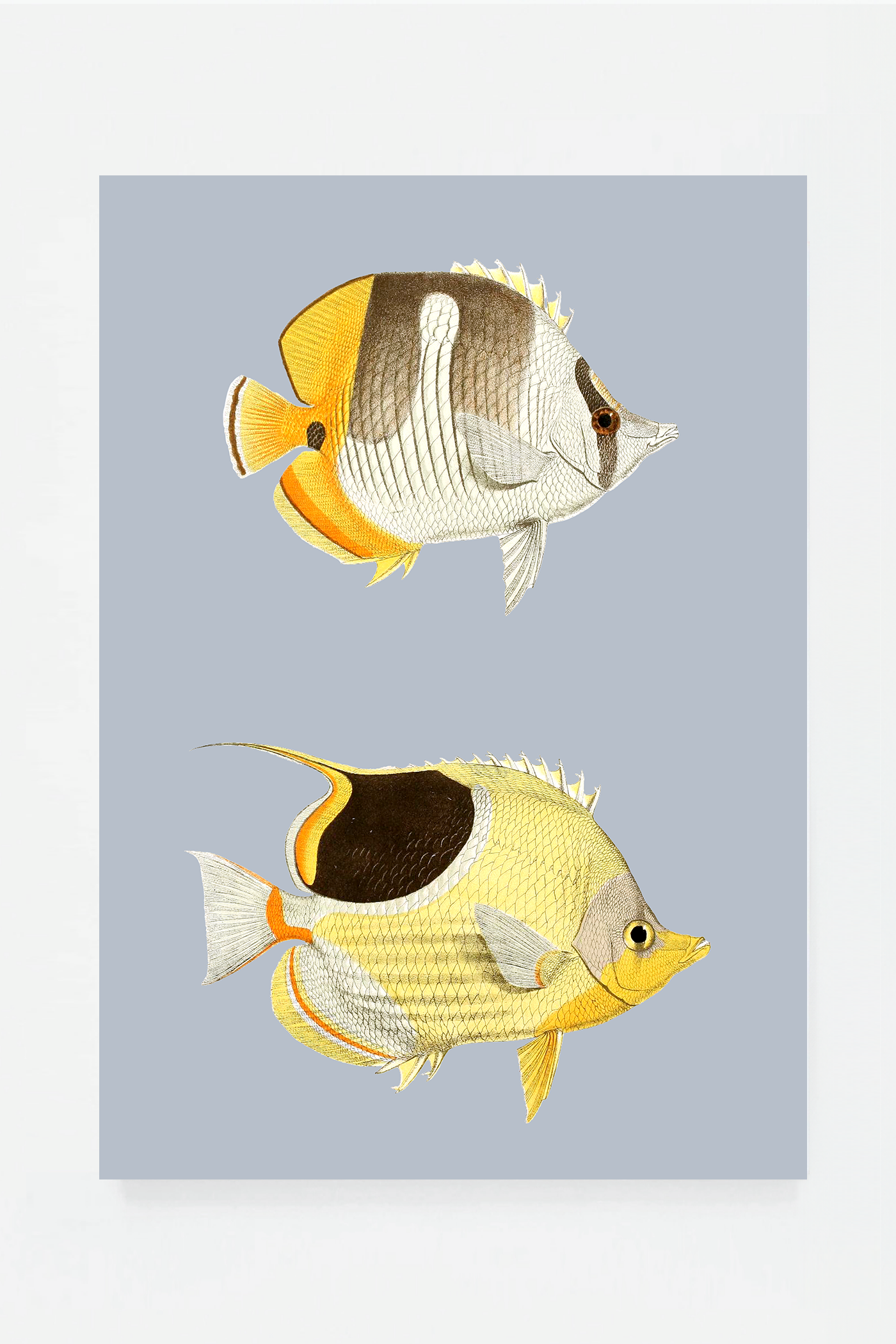 Chaetondon (3 background colors)