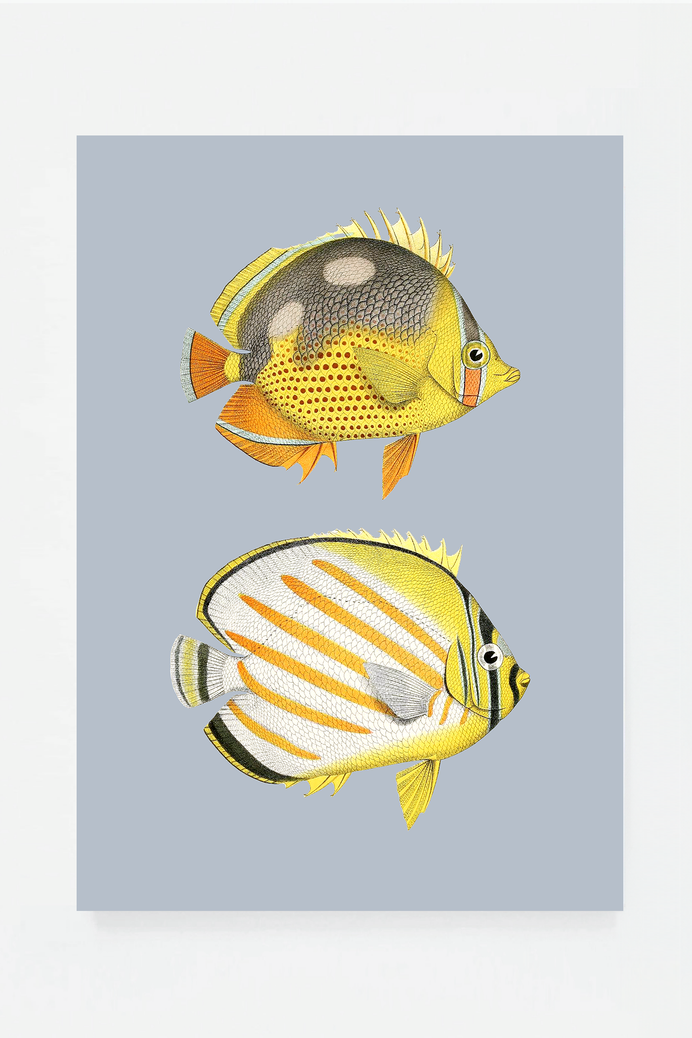 Chaetondon III (3 background colors)