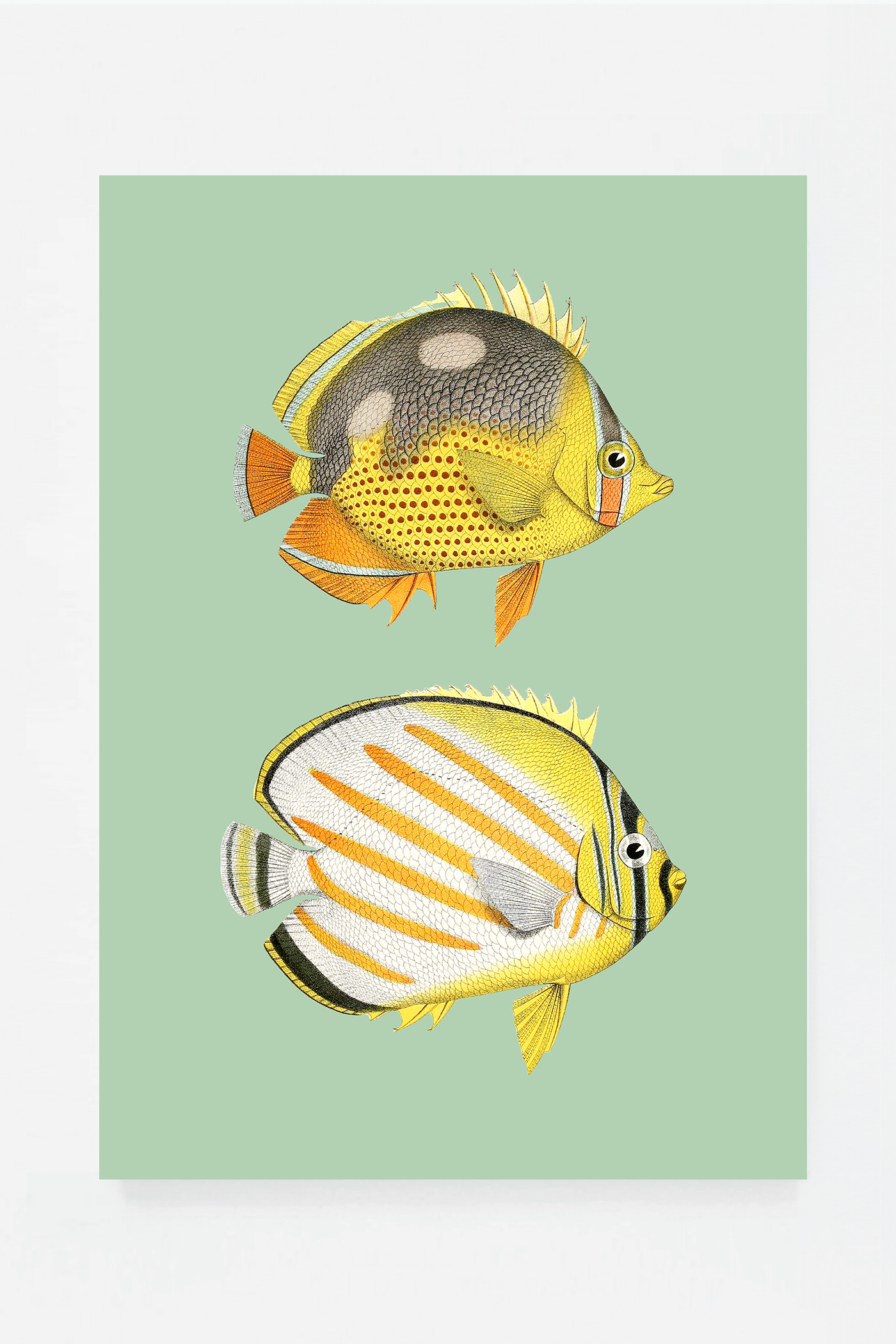 Chaetondon III (3 background colors)