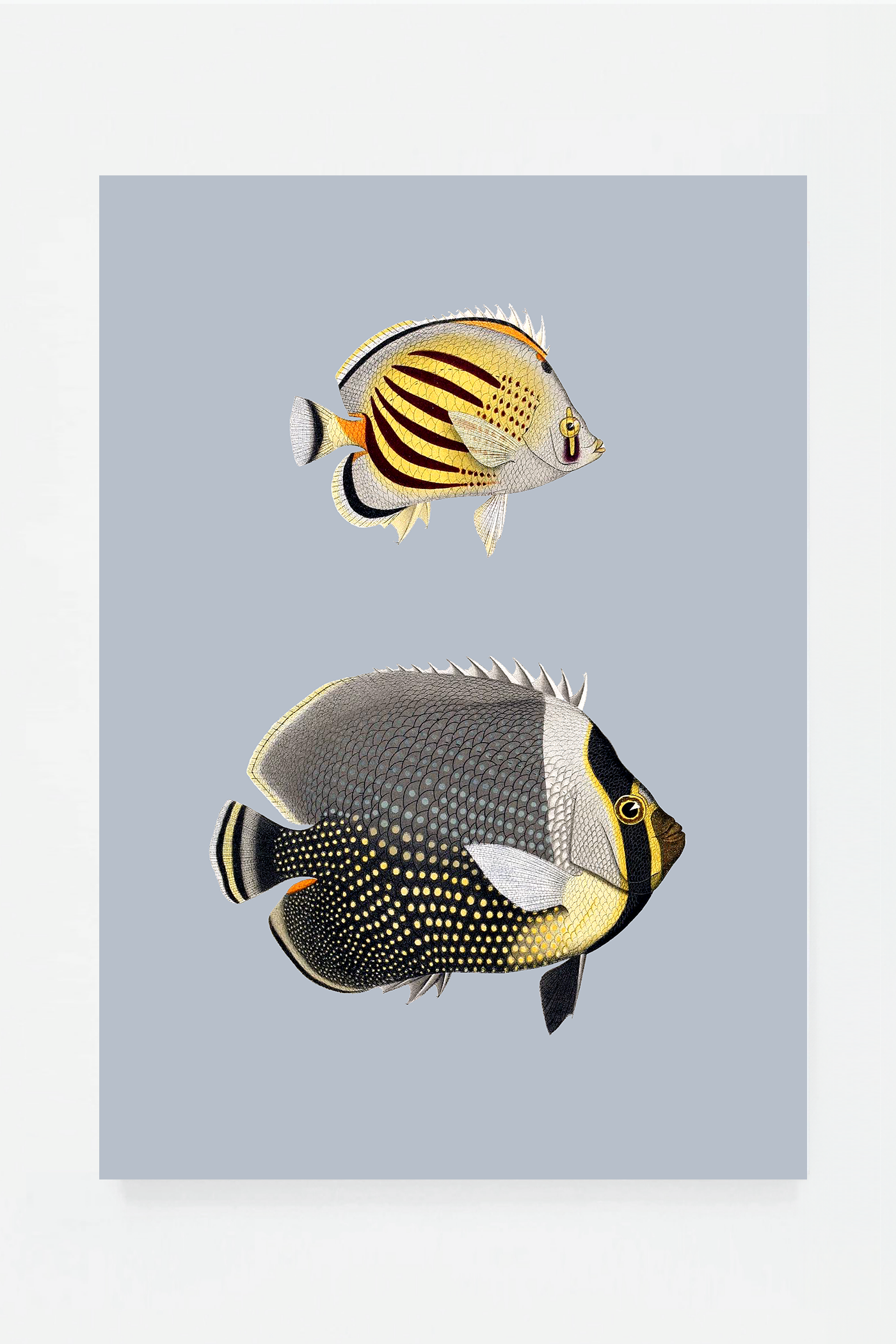 Chaetondon IV (3 background colors)