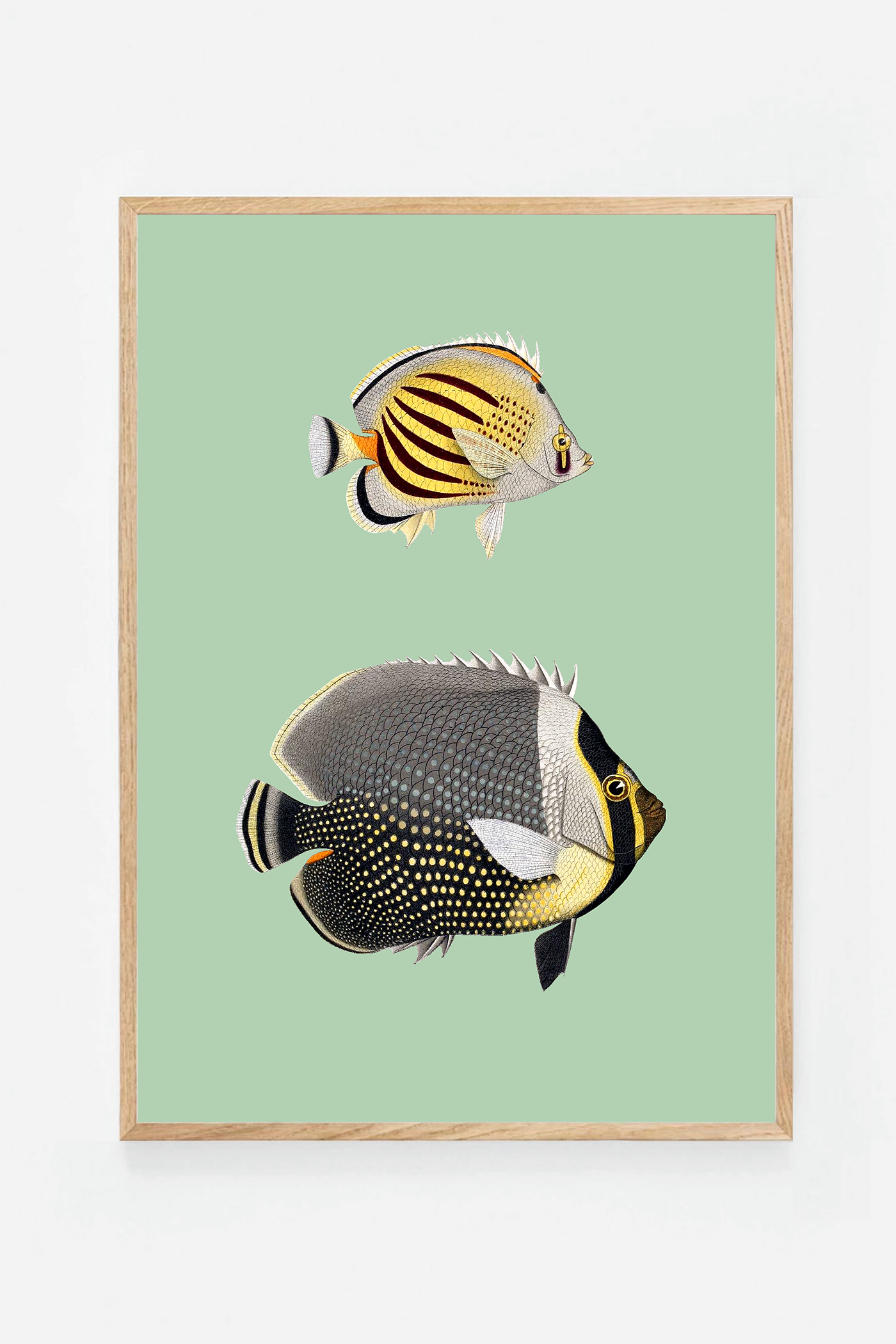 Chaetondon IV (3 background colors)