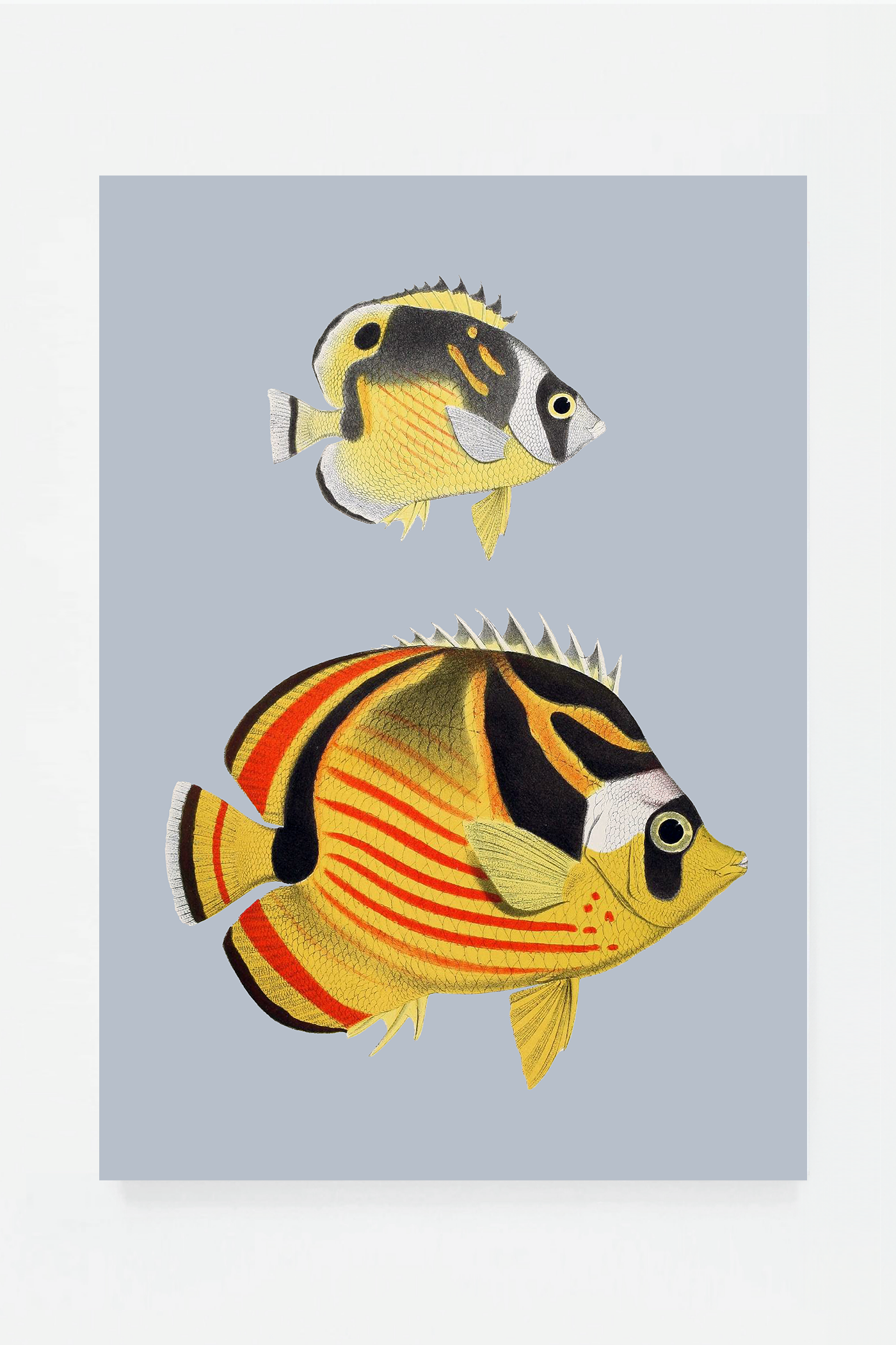 Chaetondon V (3 background colors)