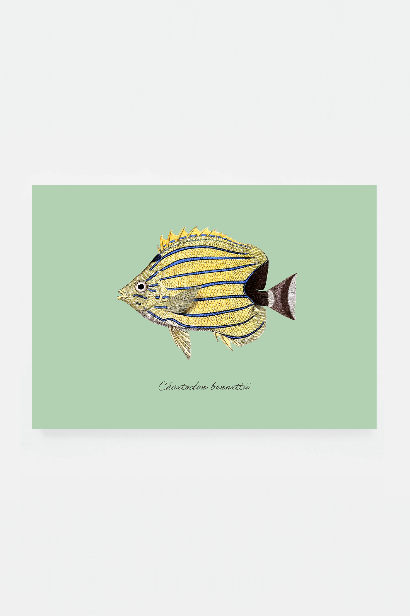 Chaetodon bennettii (3 background colors)