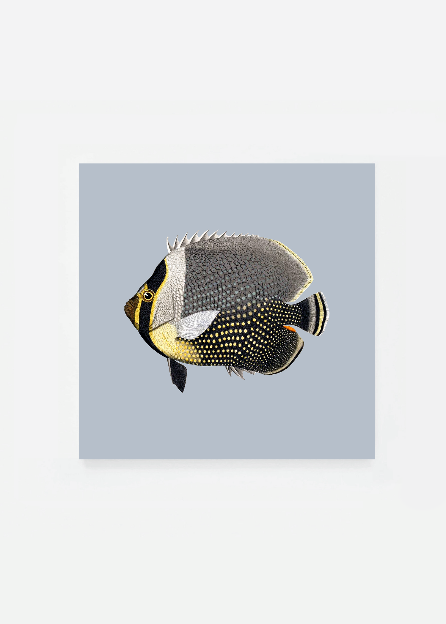 Chaetodon collaris square (3 background colors)