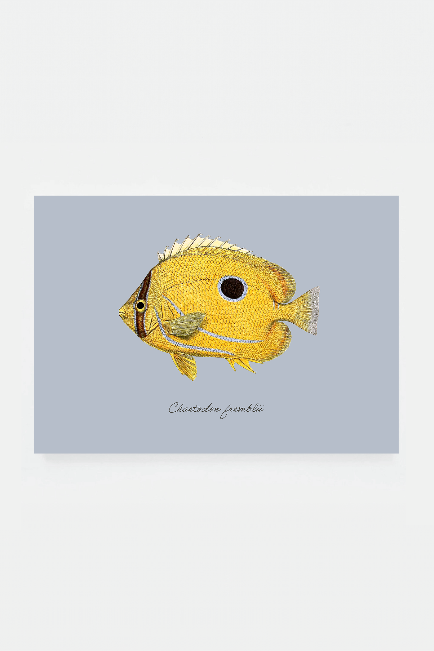 Chaetodon fremblii (3 background colors)