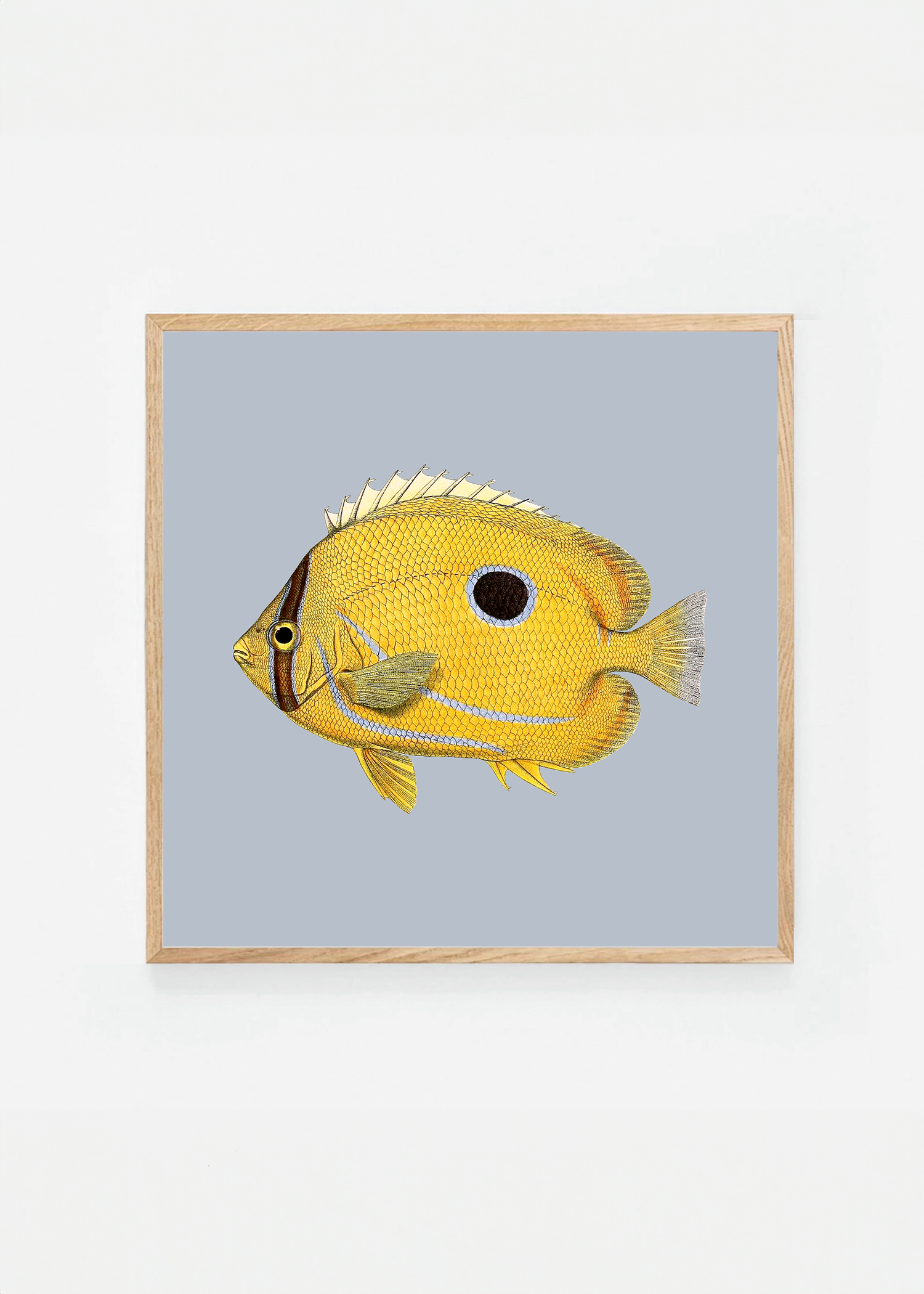 Chaetodon fremblii square (3 background colors)
