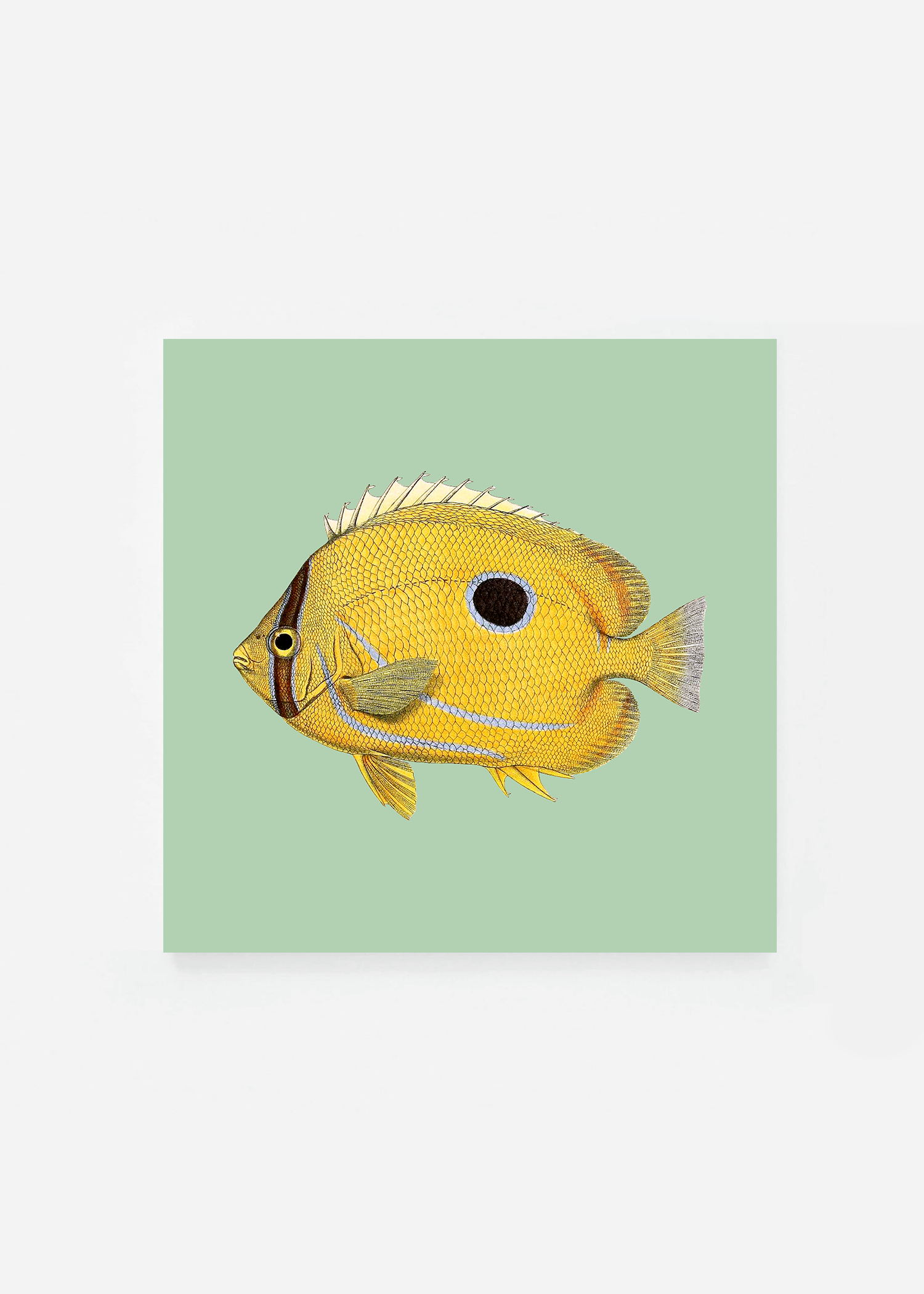 Chaetodon fremblii square (3 background colors)