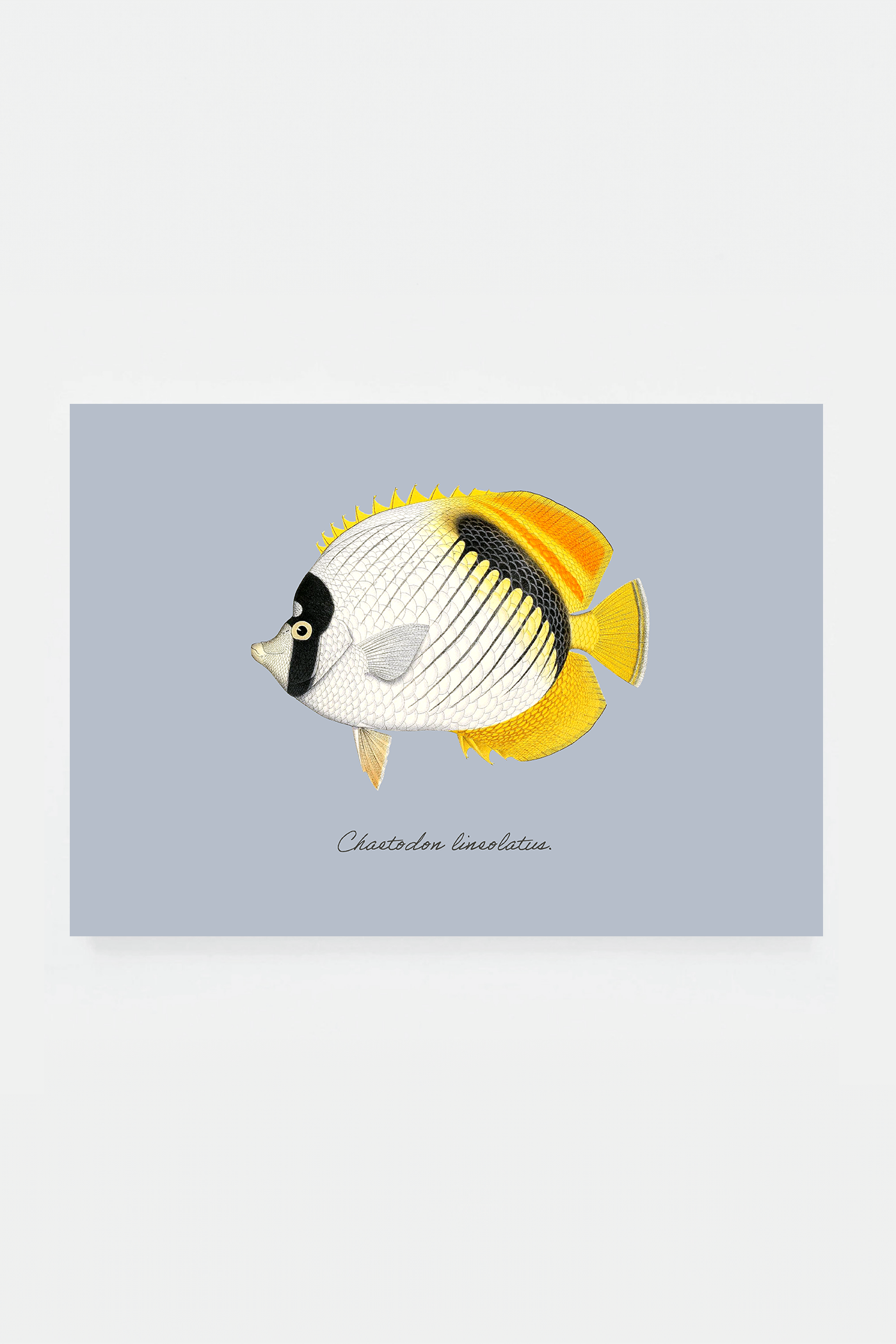 Chaetodon lineolatus (3 background colors)