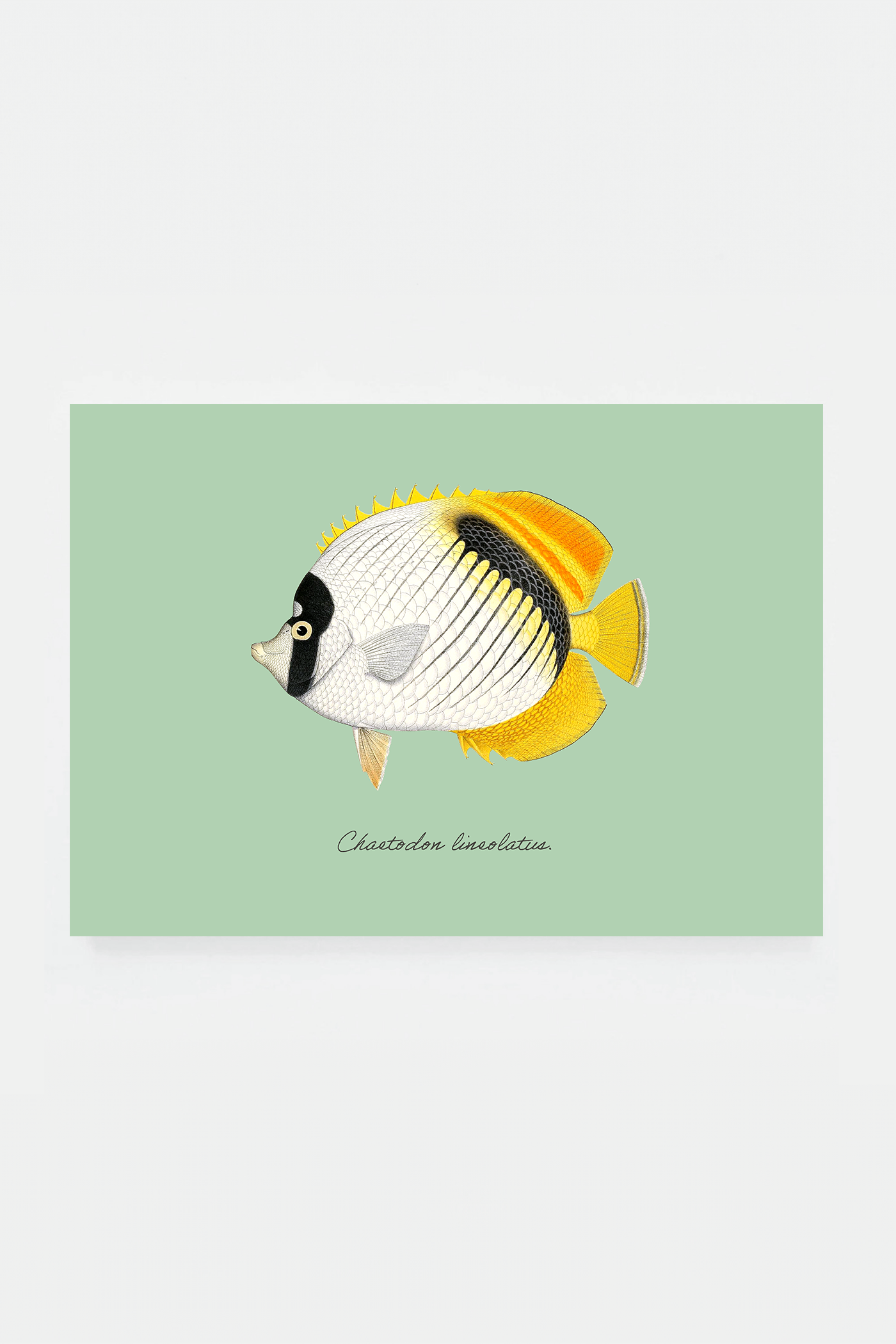 Chaetodon lineolatus (3 background colors)