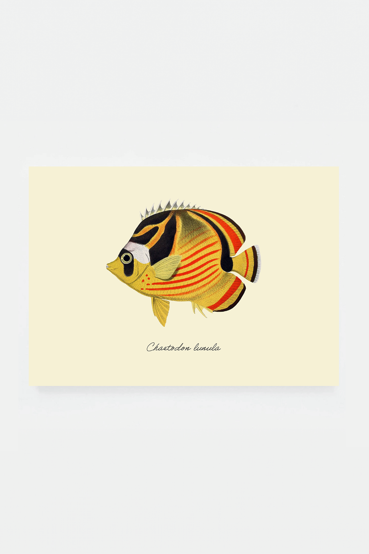 Chaetodon lunula (3 background colors)