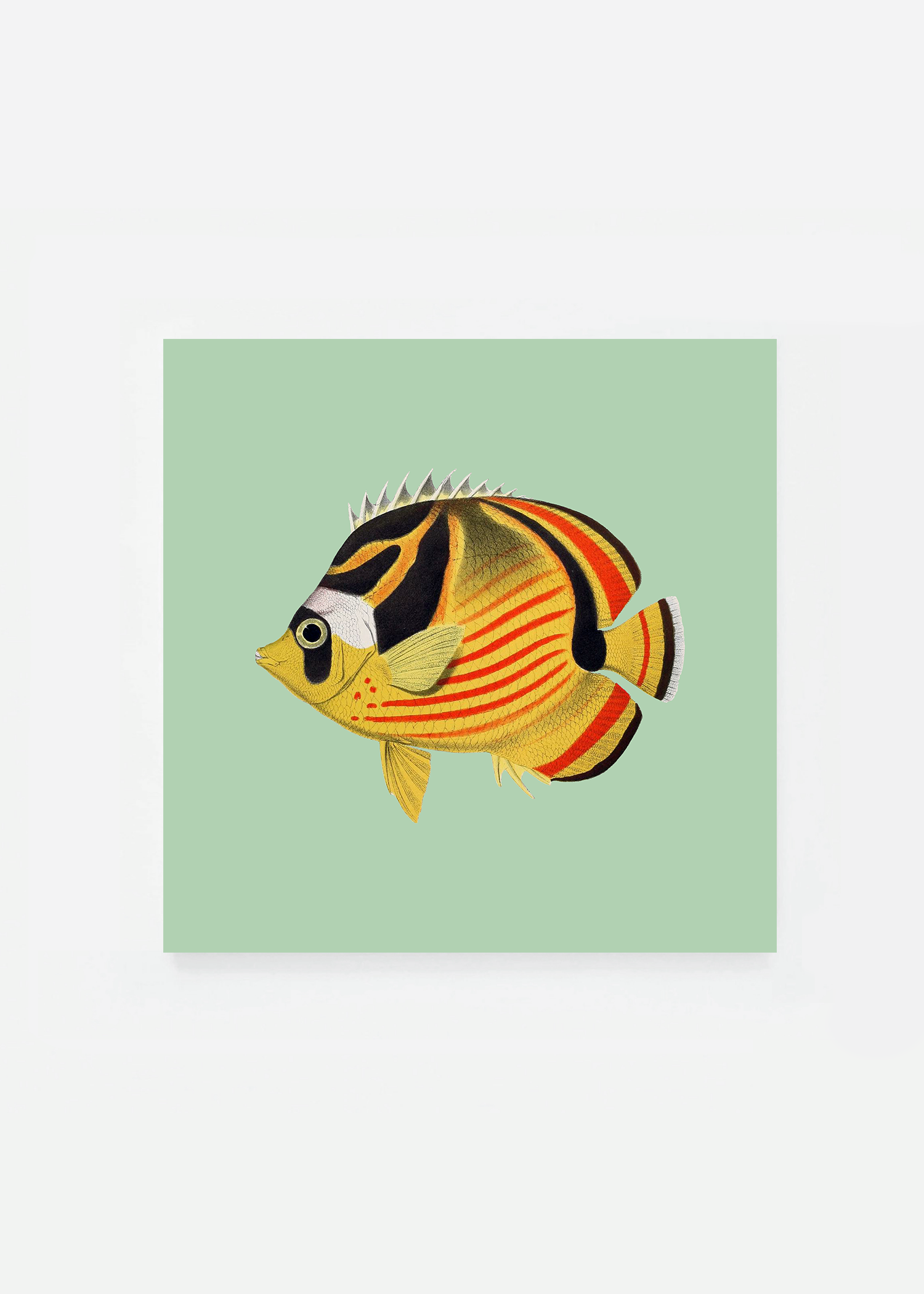 Chaetodon lunula square (3 background colors)
