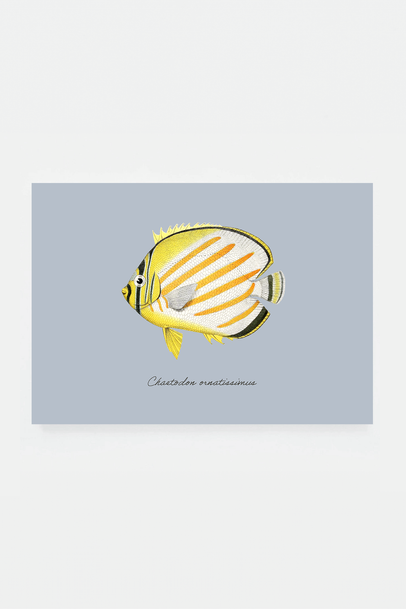 Chaetodon ornatissimus (3 background colors)
