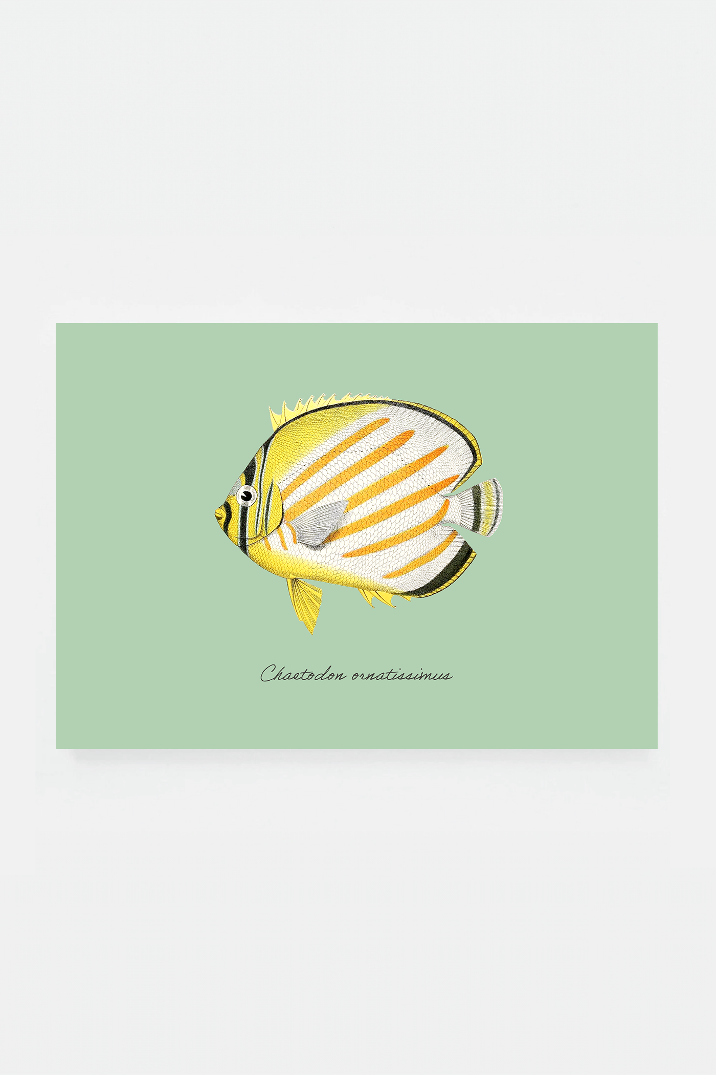 Chaetodon ornatissimus (3 background colors)