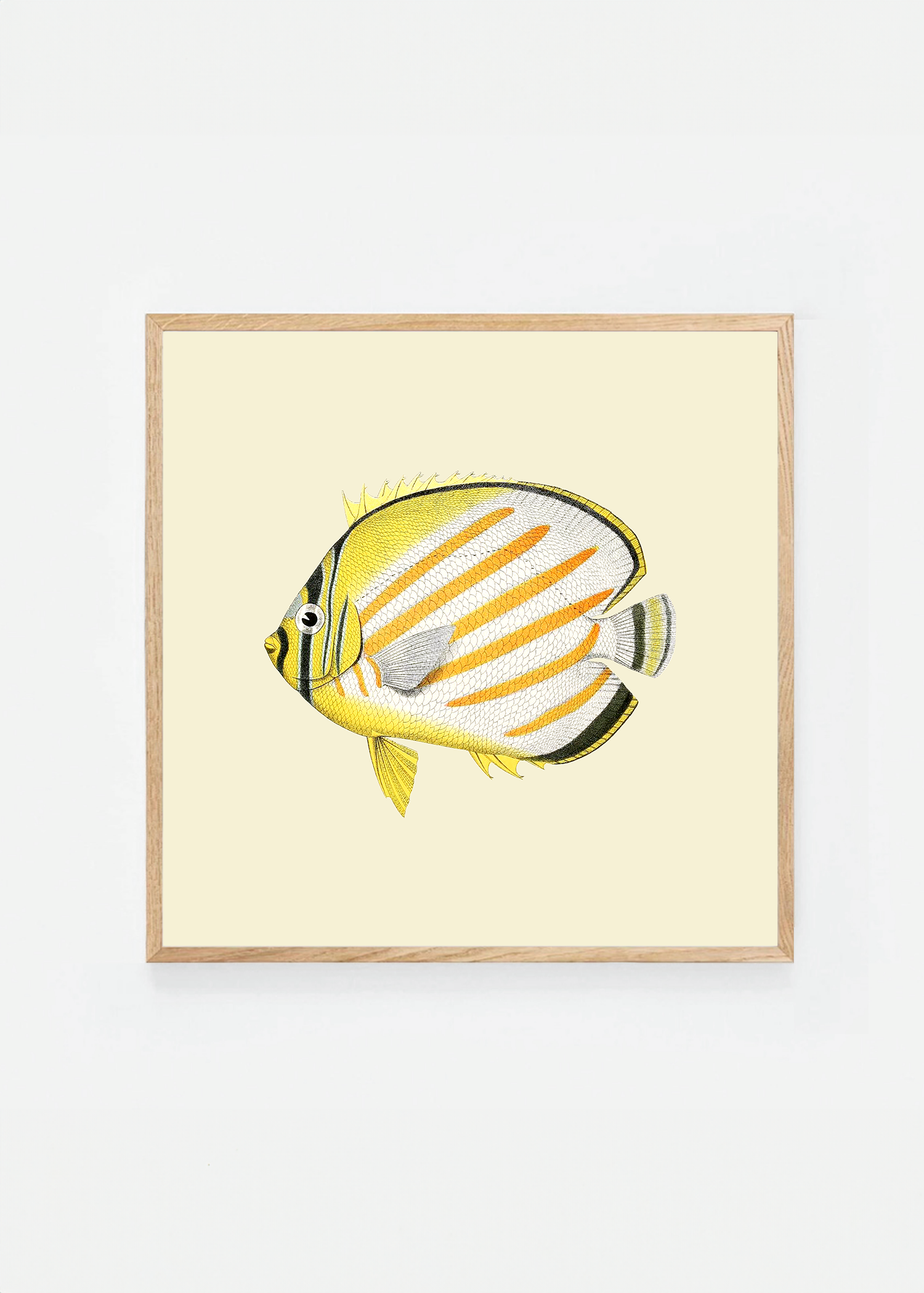 Chaetodon ornatissimus square (3 background colors)