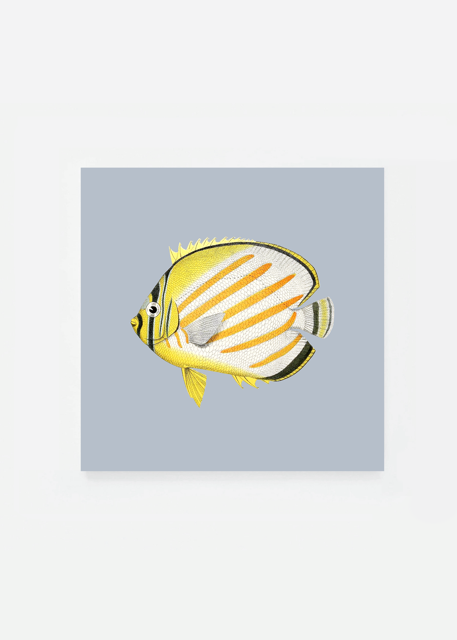 Chaetodon ornatissimus square (3 background colors)