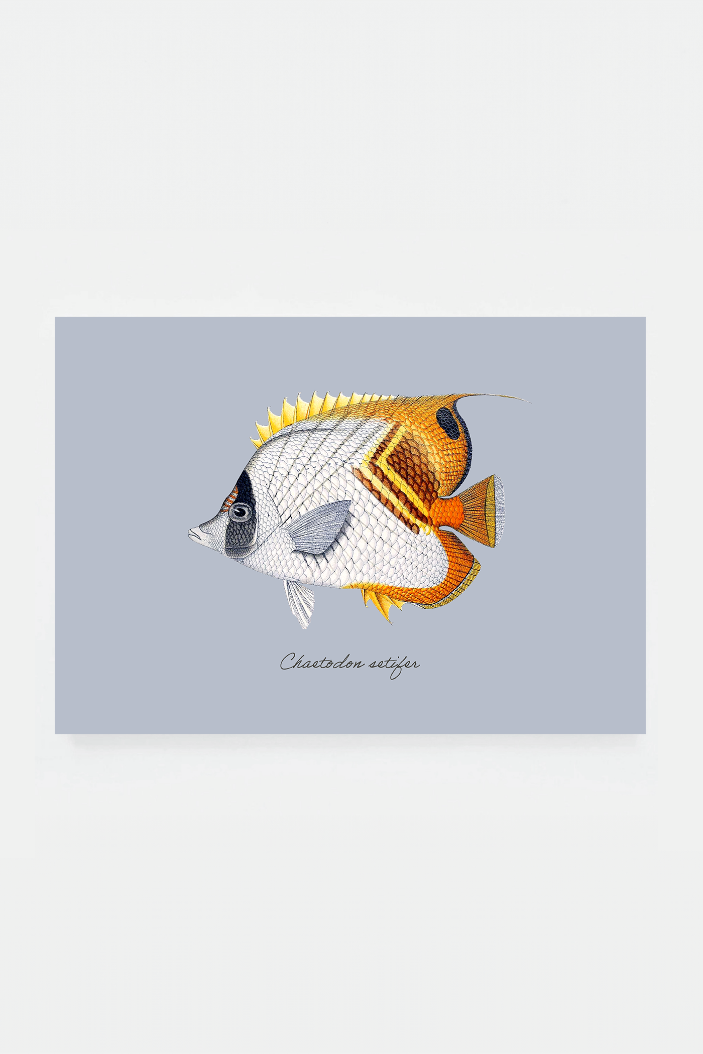 Chaetodon setifer (3 background colors)