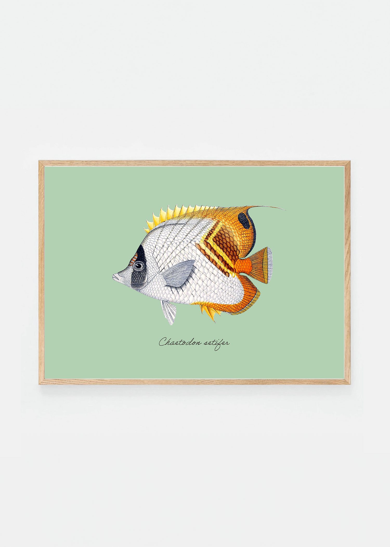 Chaetodon setifer (3 background colors)