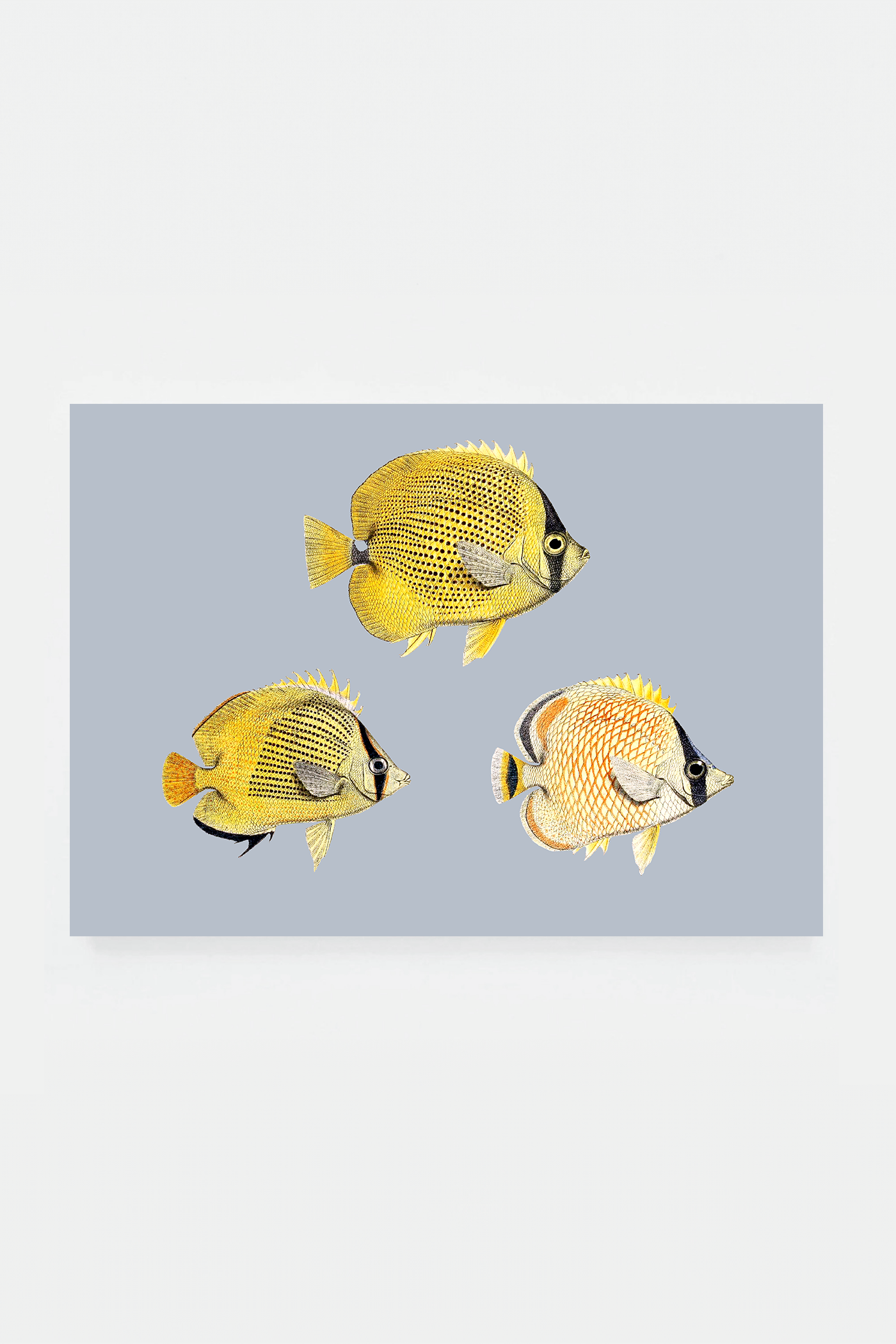 Chaetondon VI (3 background colors)
