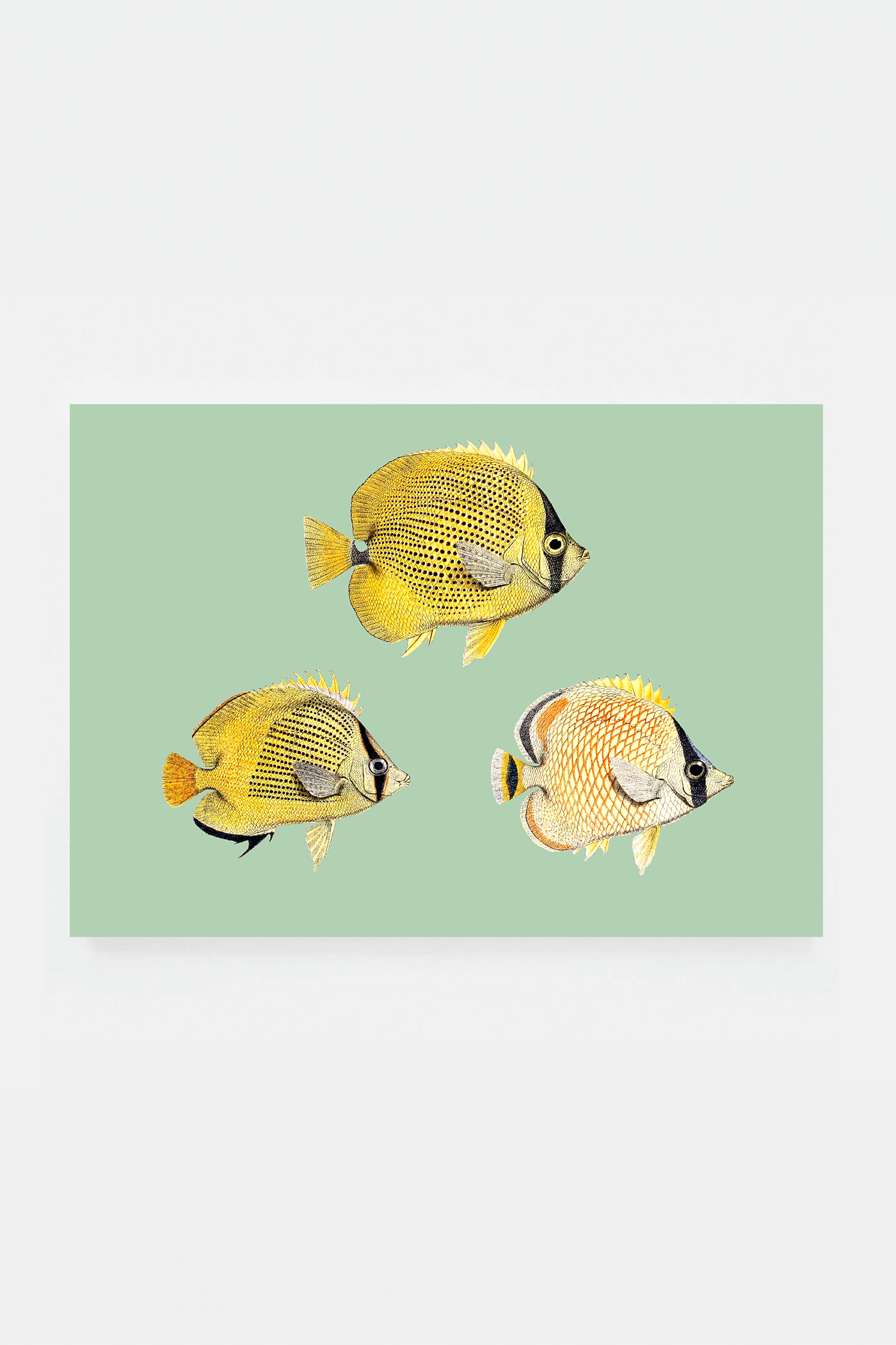 Chaetondon VI (3 background colors)