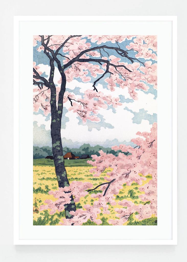 Cherry blossom
