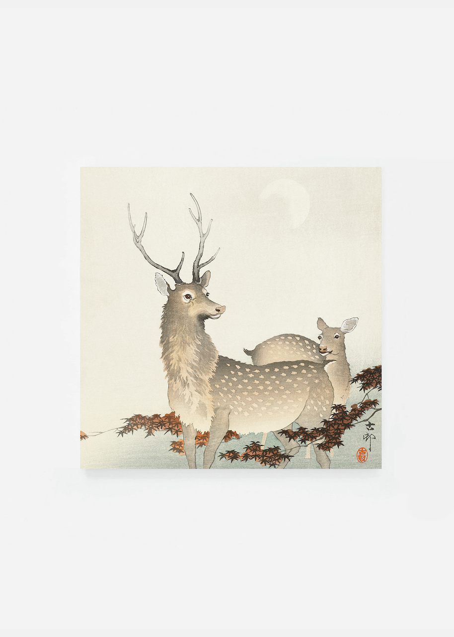 Couple de cerfs