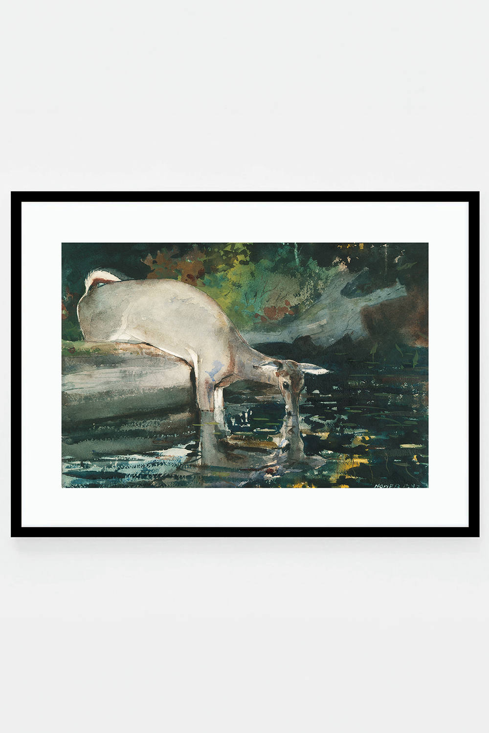 Deer Drinking