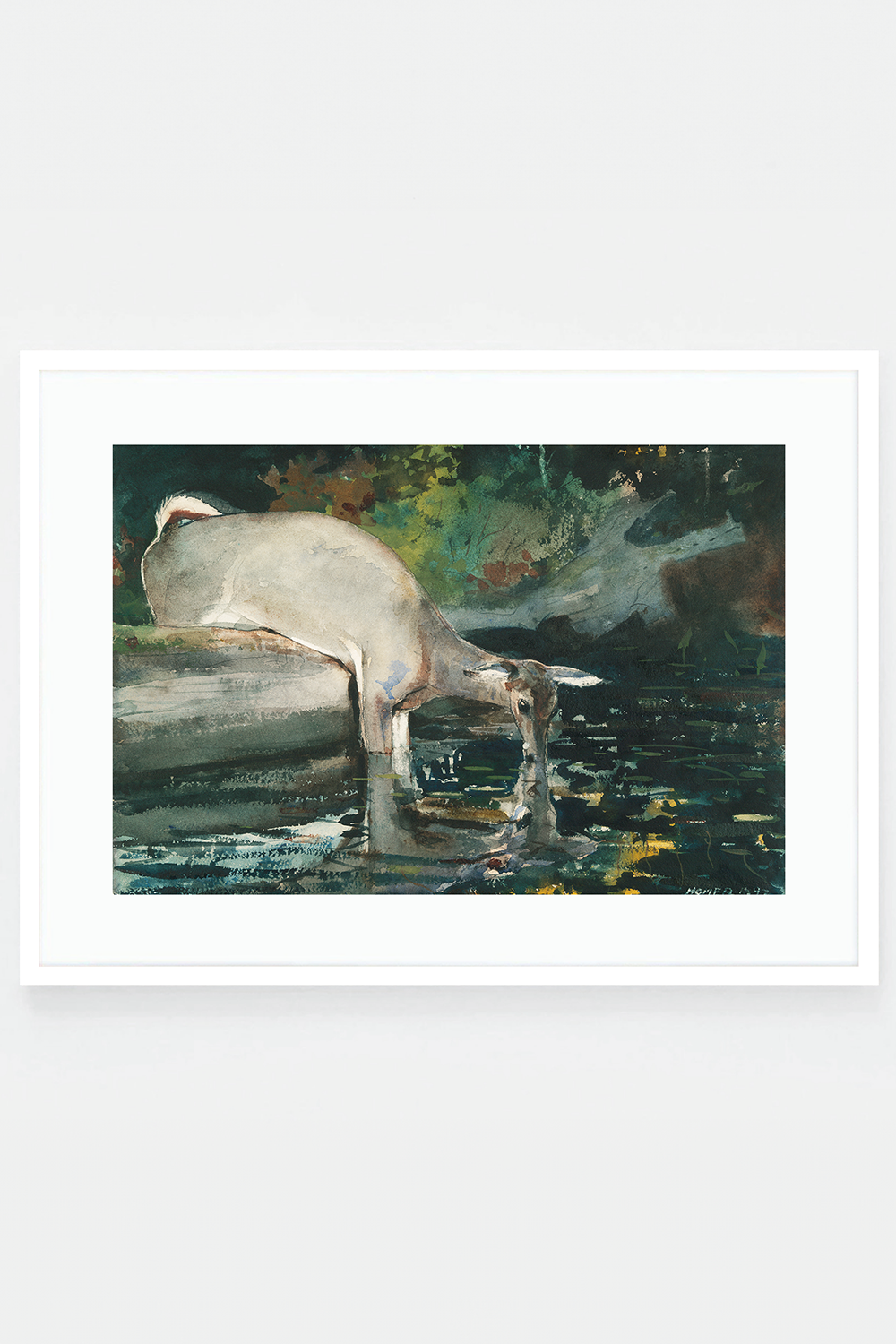 Deer Drinking