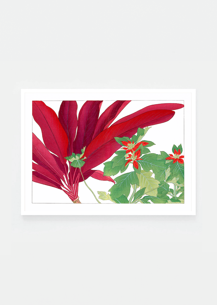 Dracaena & poinsettia