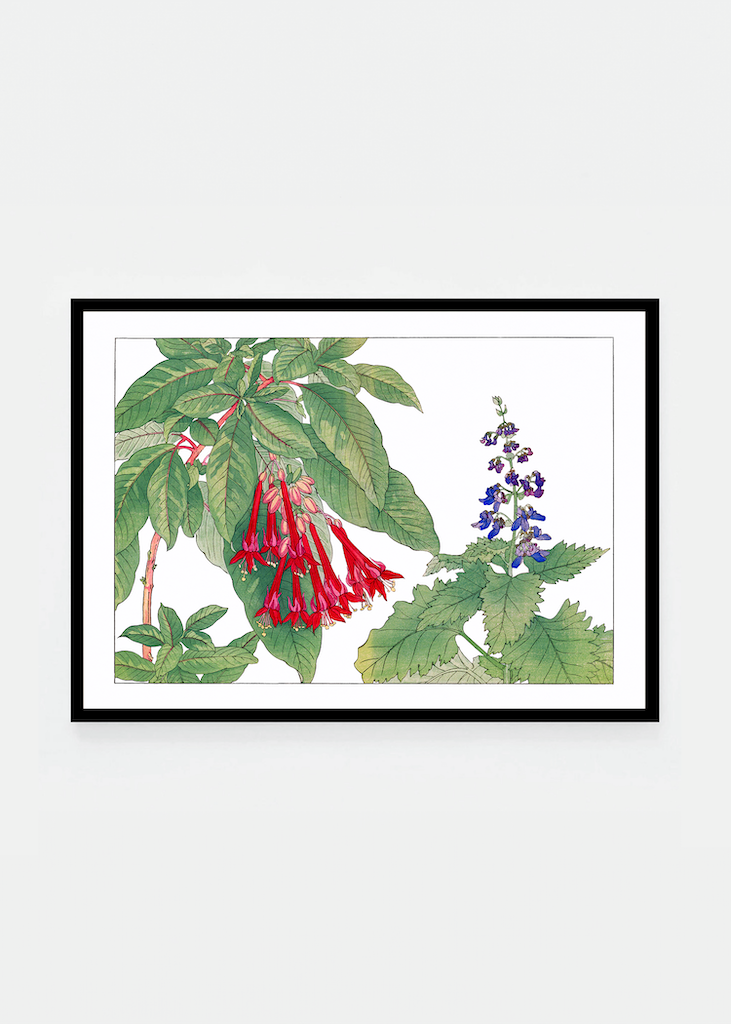 Fuchsia flower