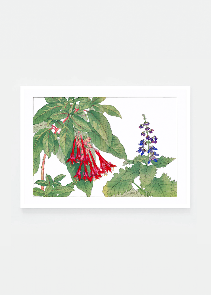 Fuchsia flower