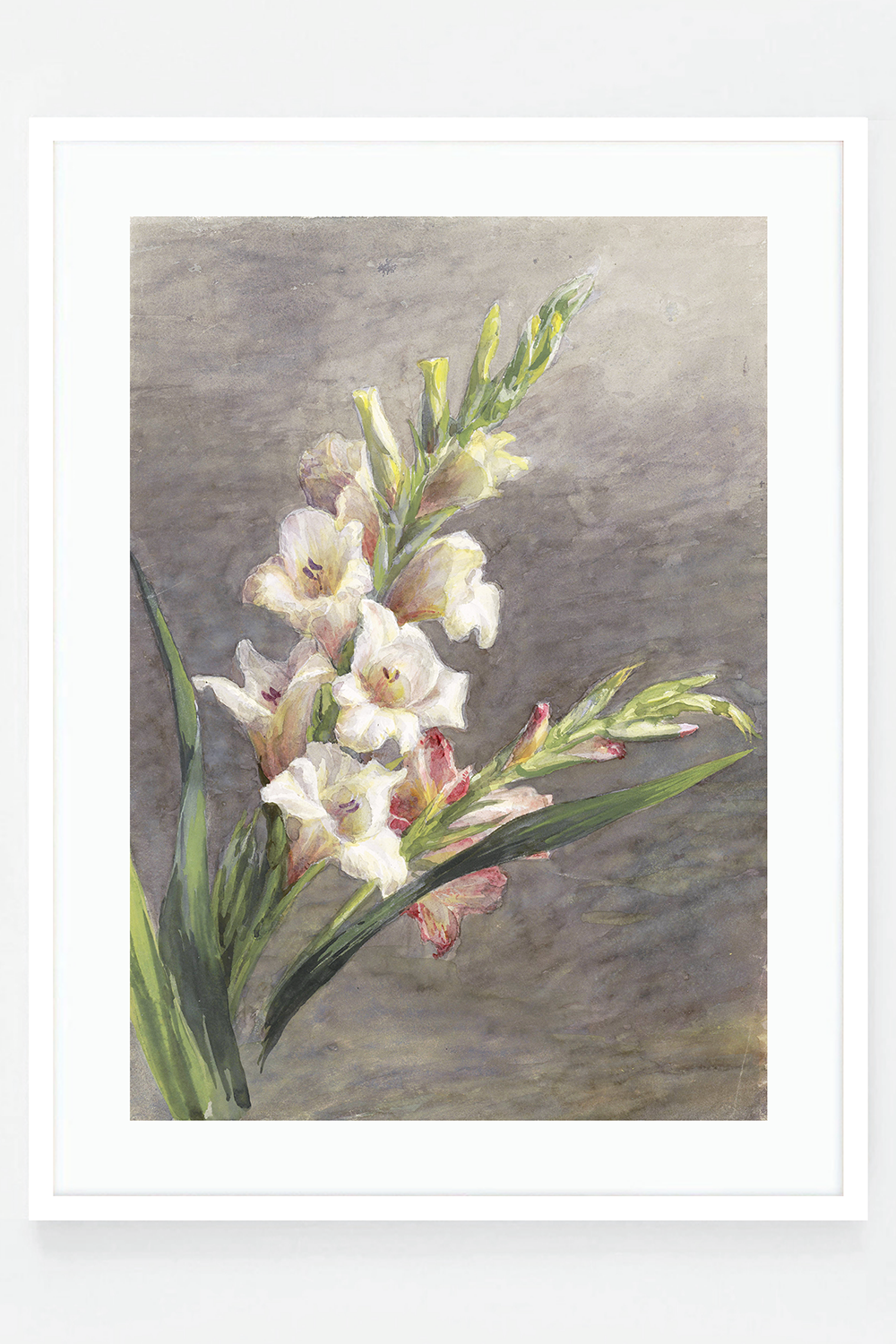 Gladiolen Gladiolus