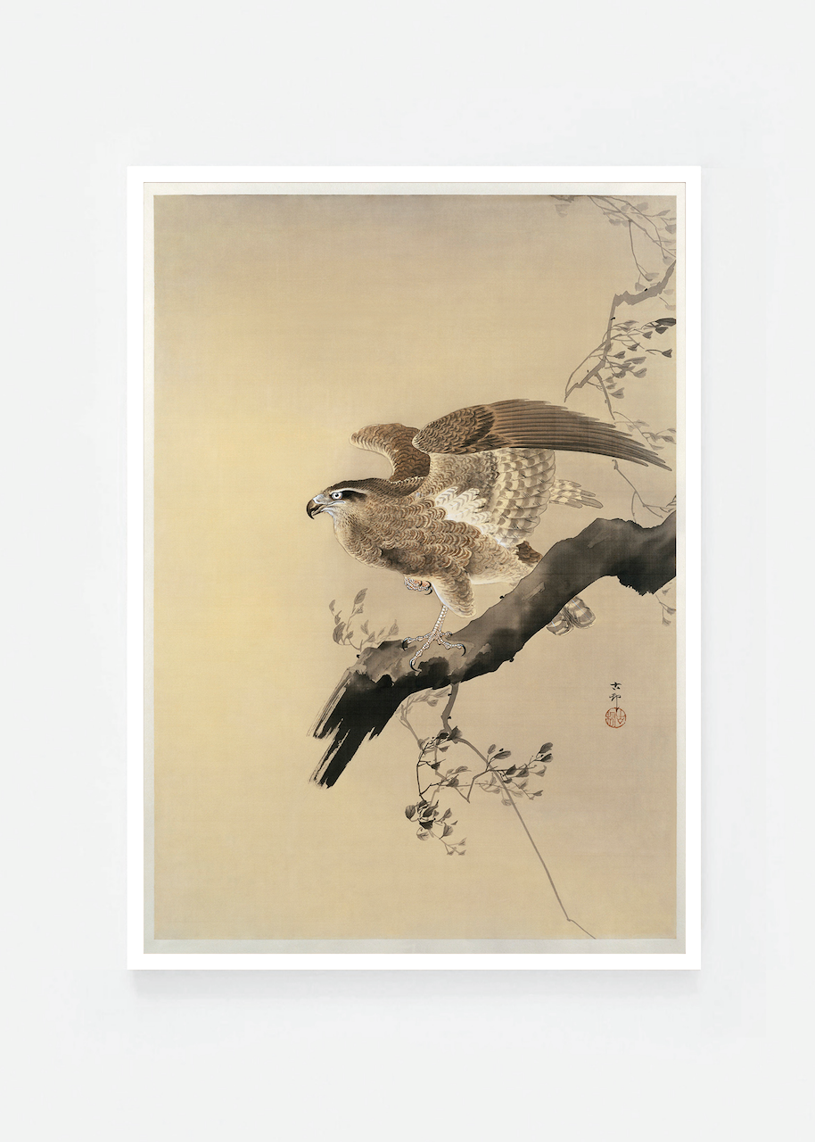 Hawk