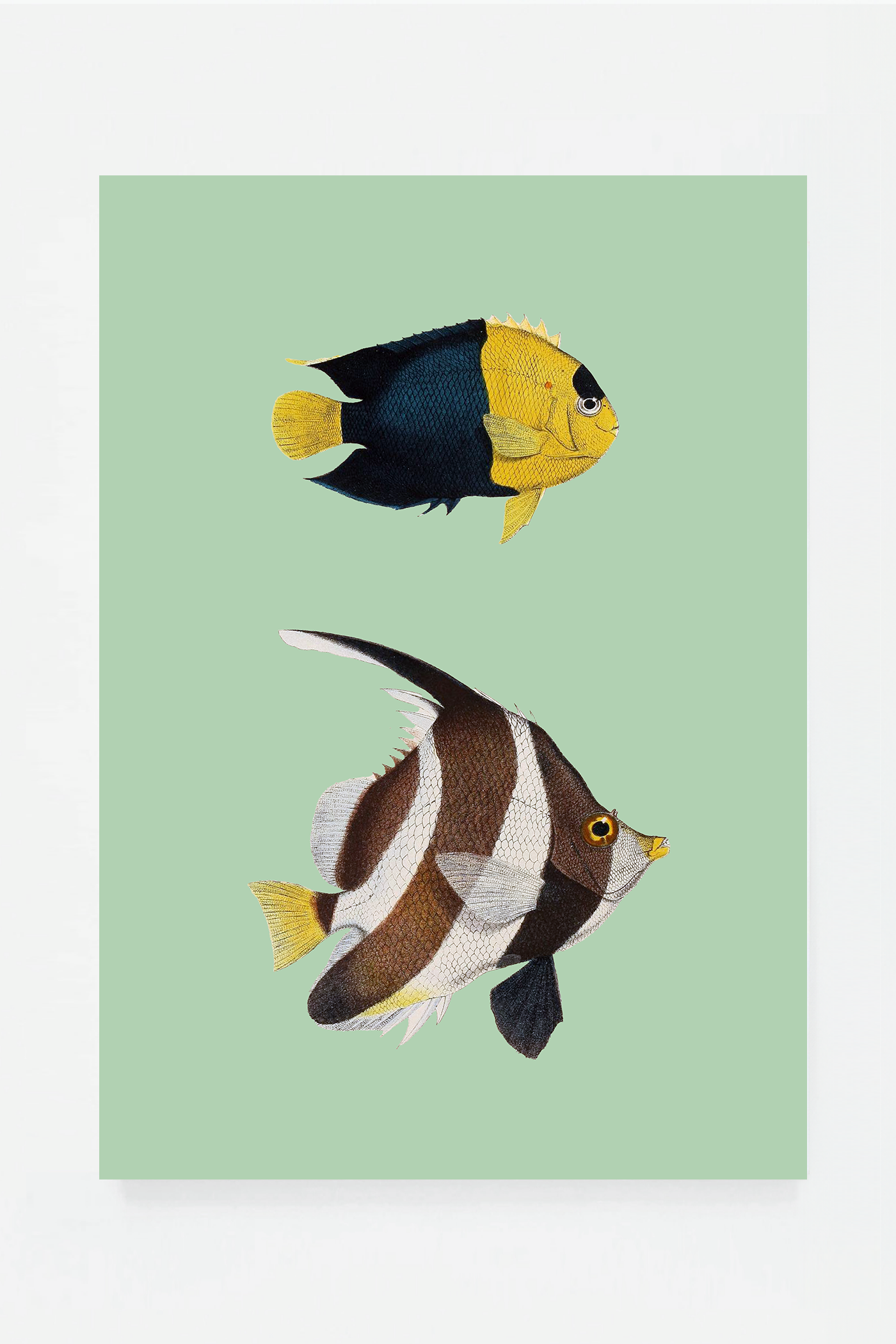Heniochus Holacantus (3 background colors)